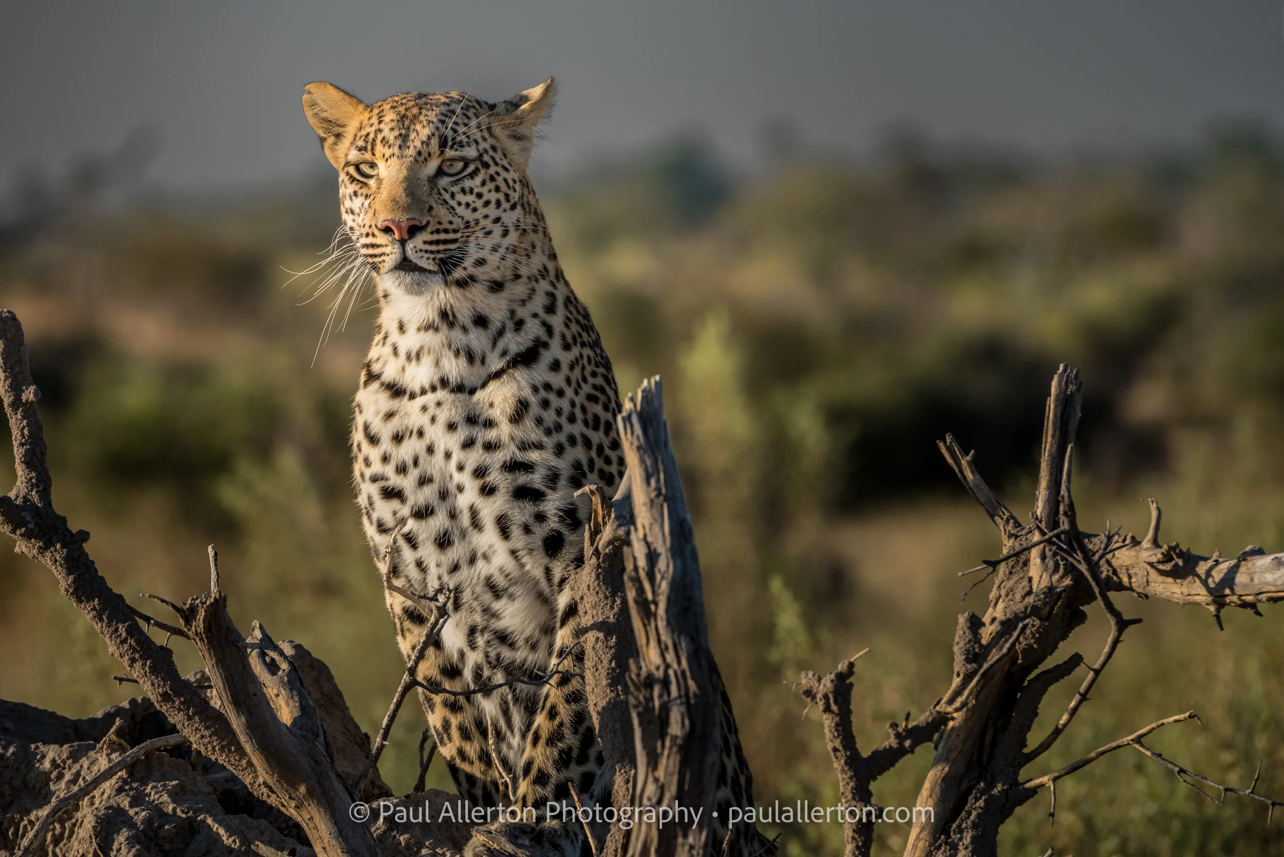 Botswana2016_7515.jpg