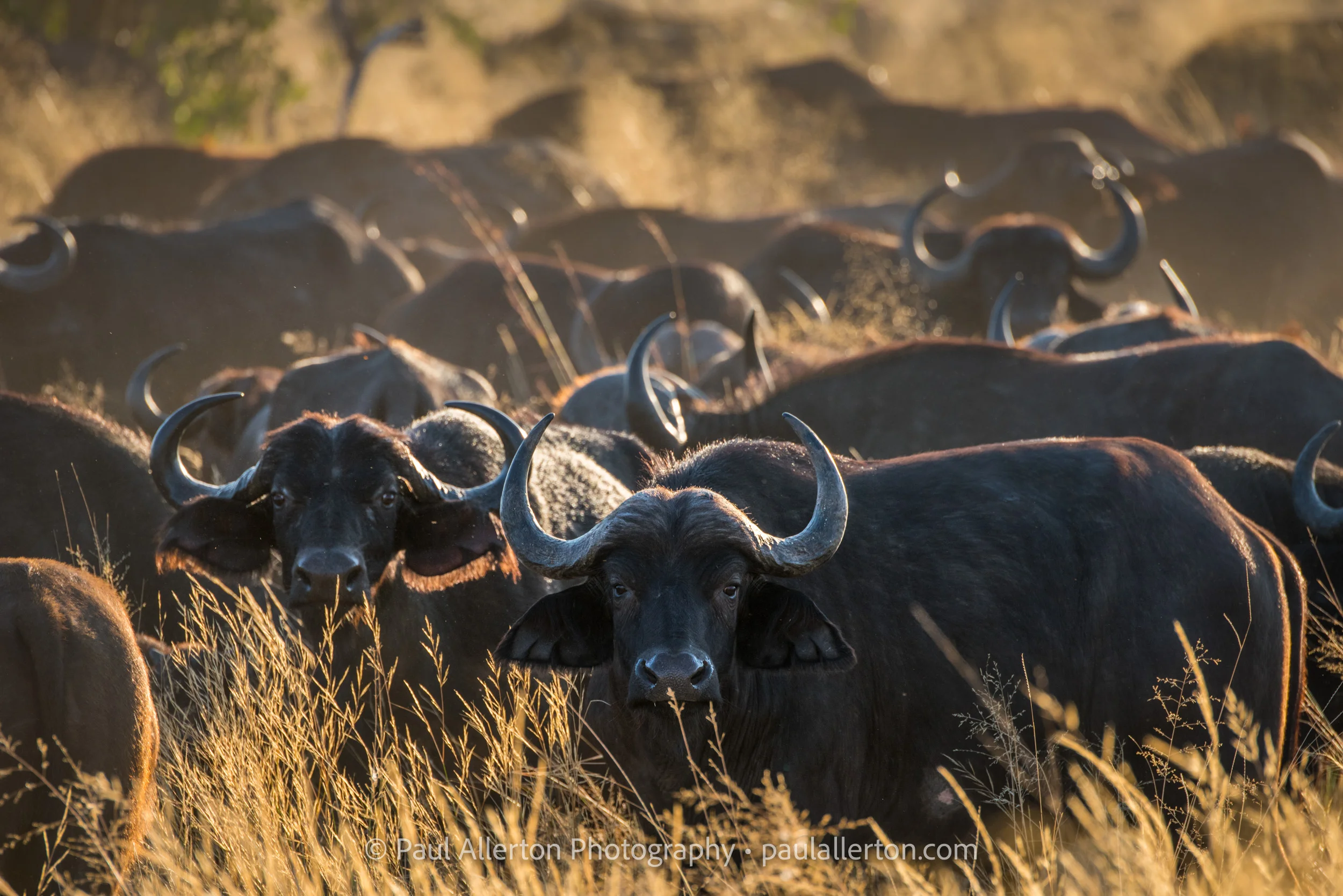 Botswana2016_7226.jpg