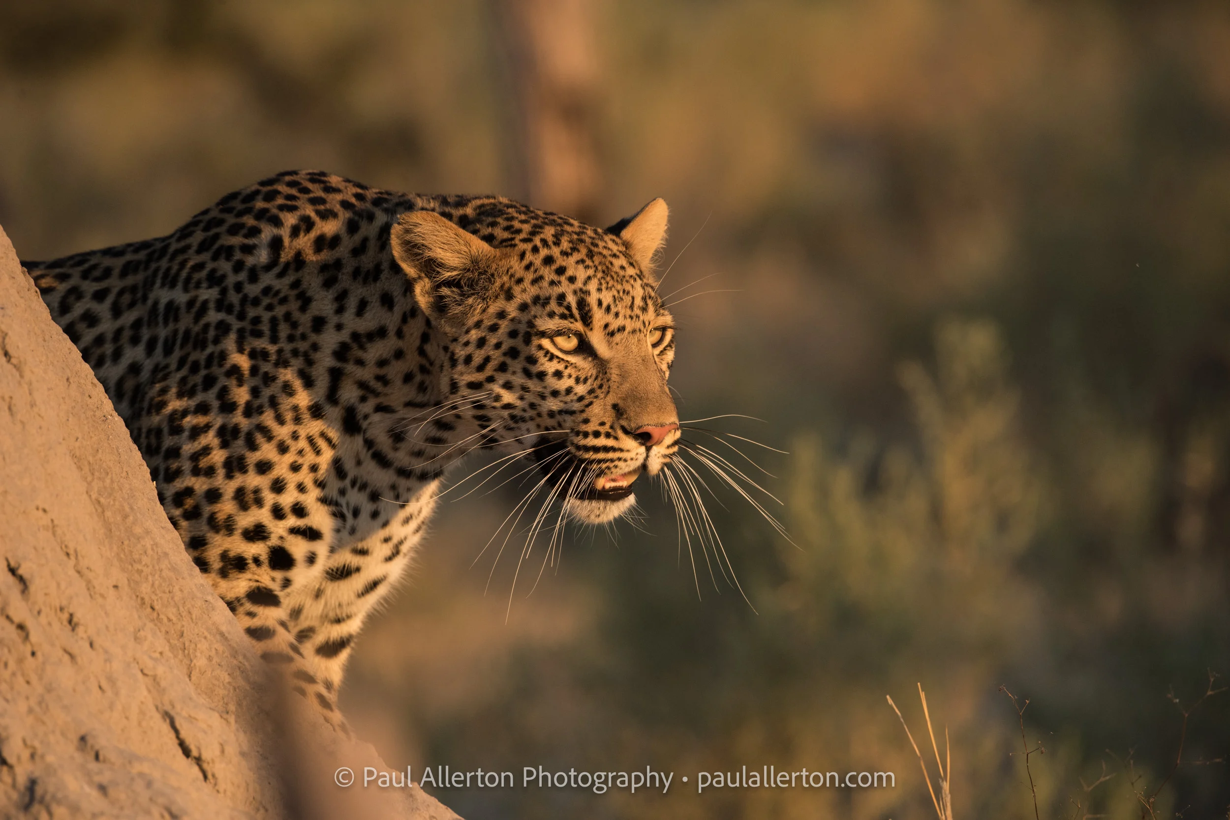 Botswana2016_7653.jpg