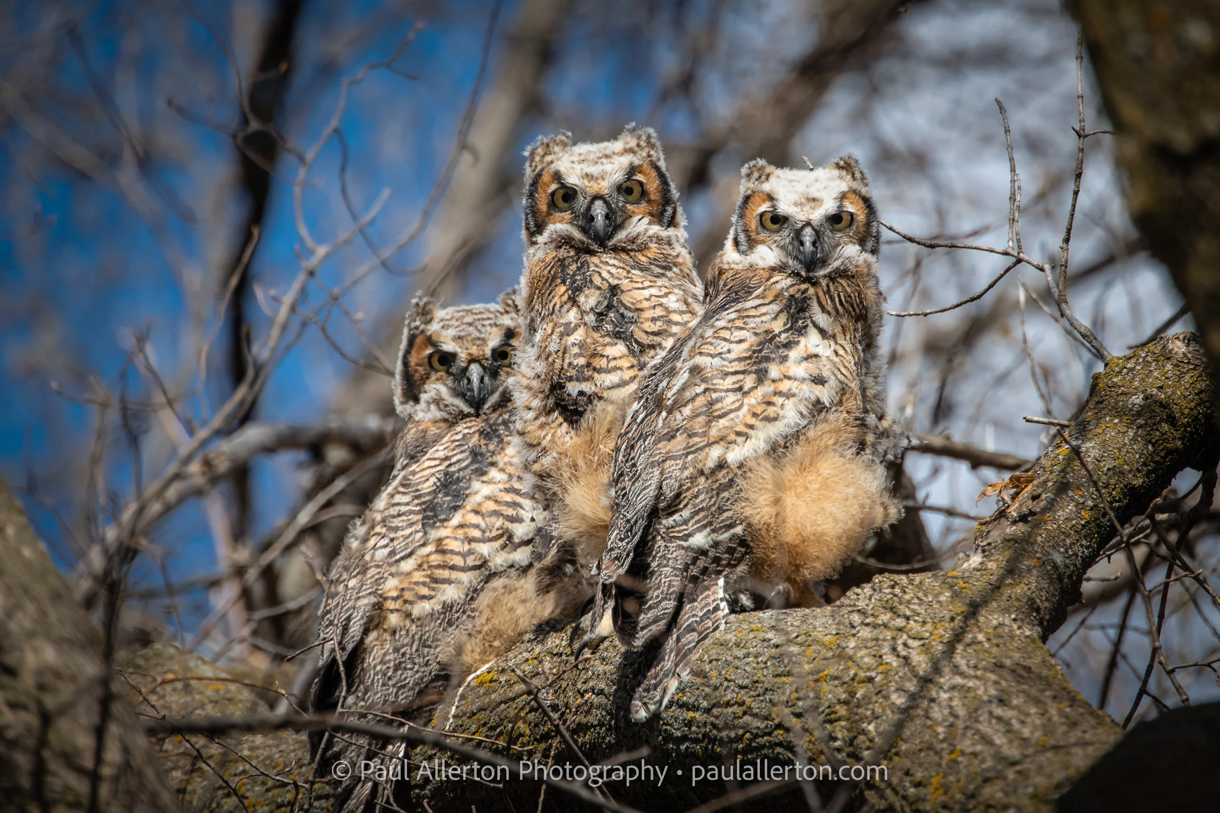 ThreeOwls-1.jpg