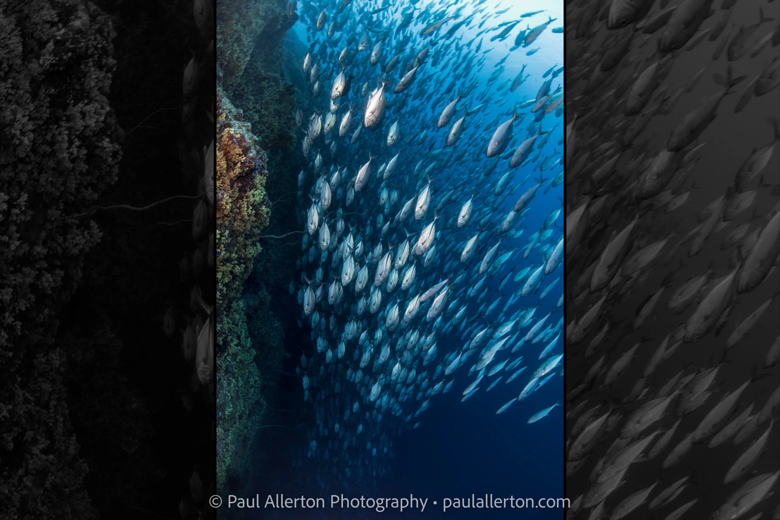 Palau_909_Wide.jpg