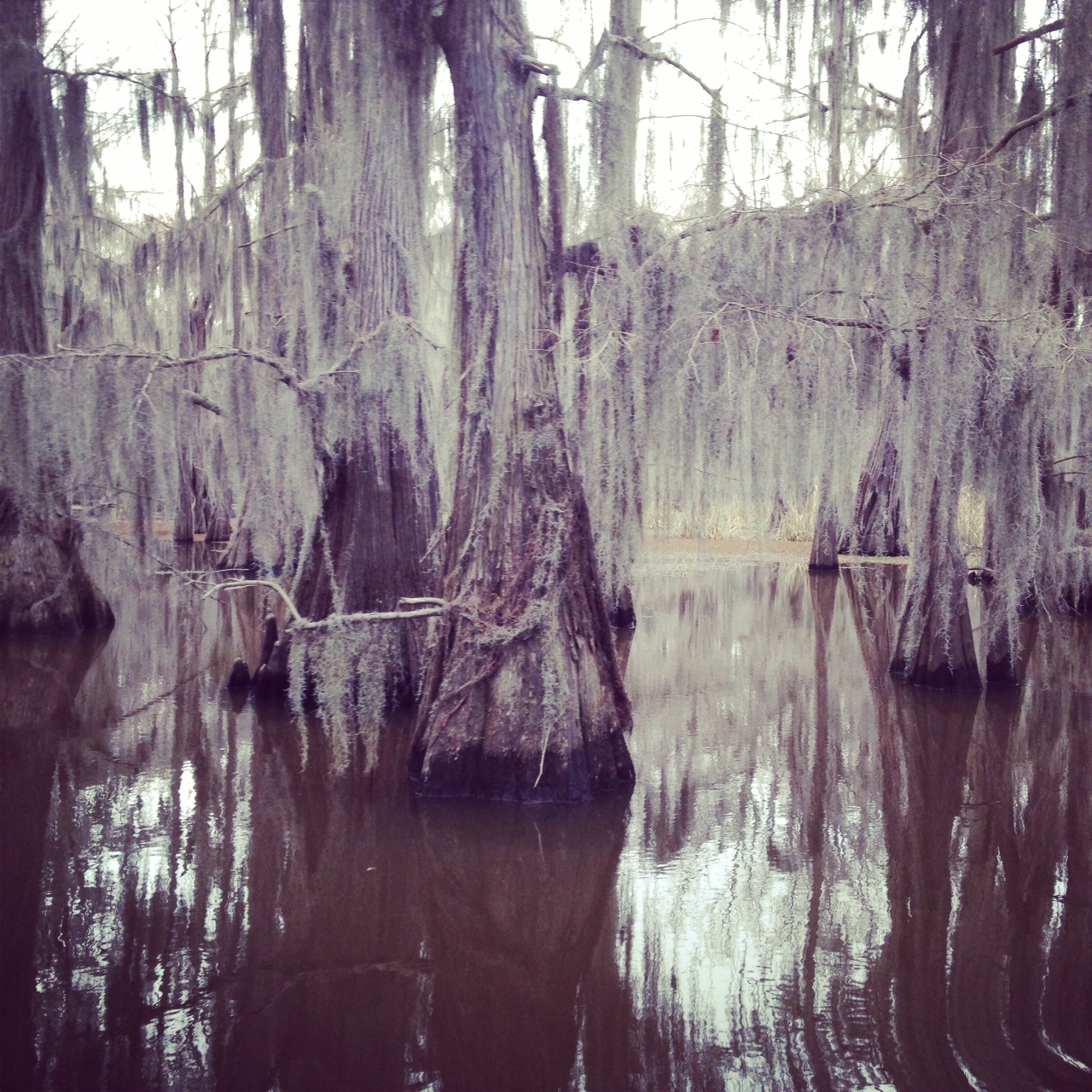 Caddo Lake, March 2014