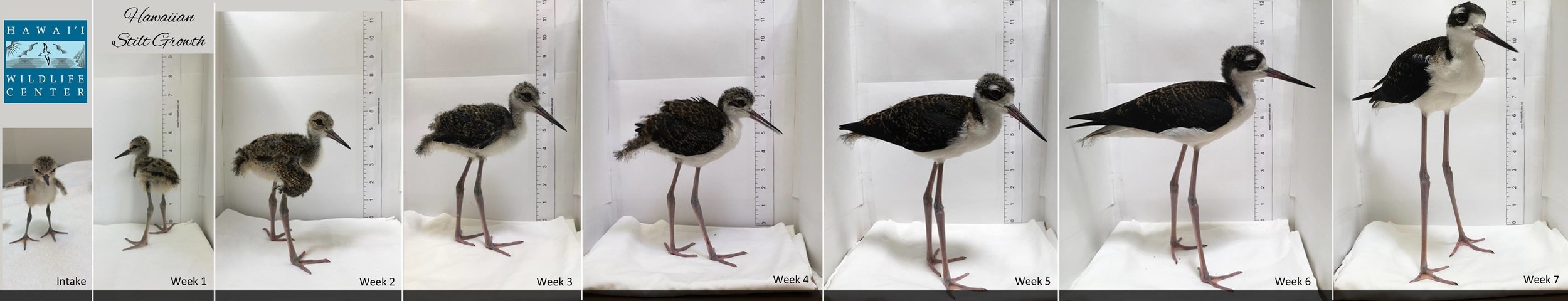 Photo courtesy of the Hawaii Wildlife Center