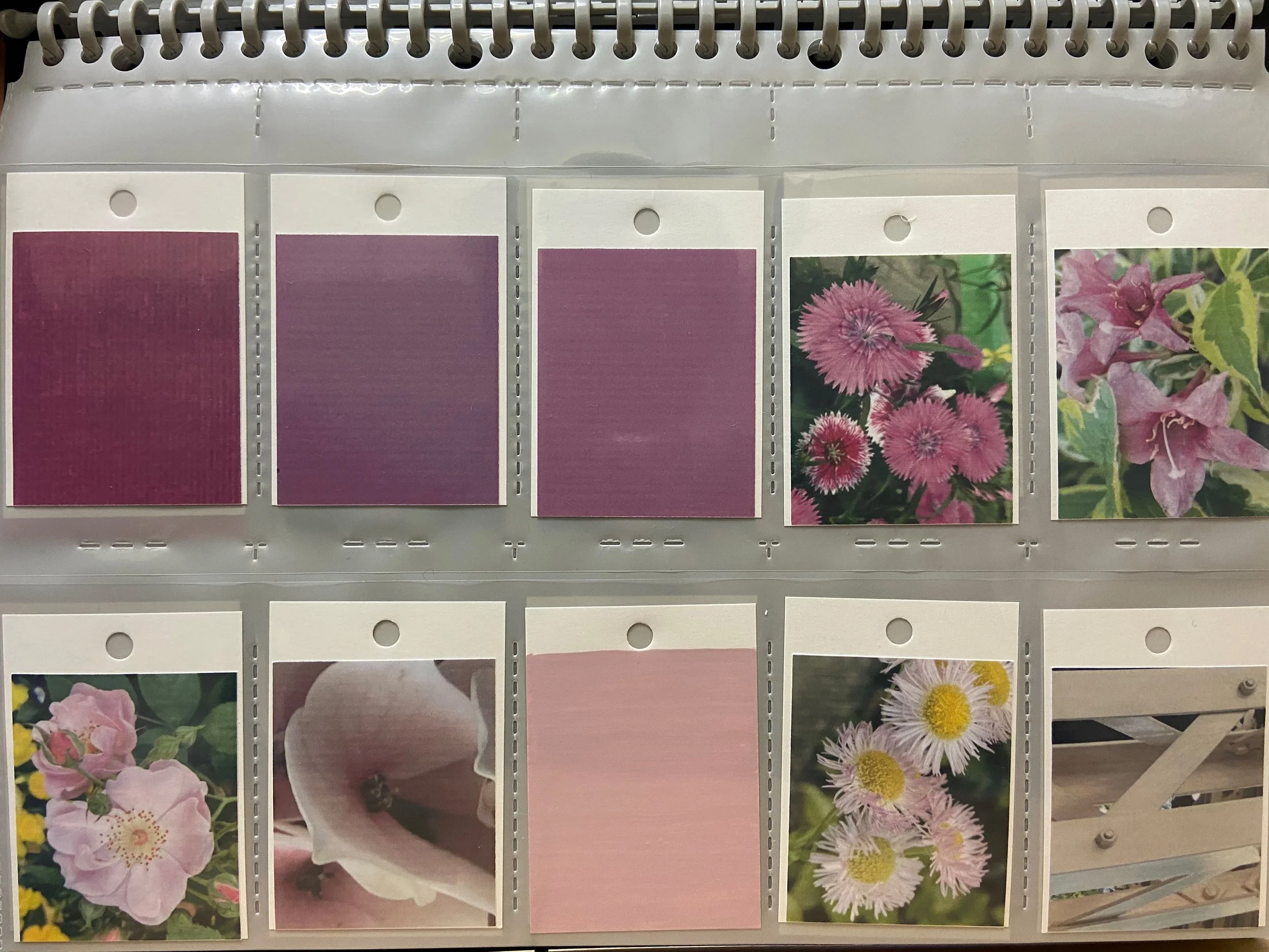 color_observation_pink-red_2020_009.JPG