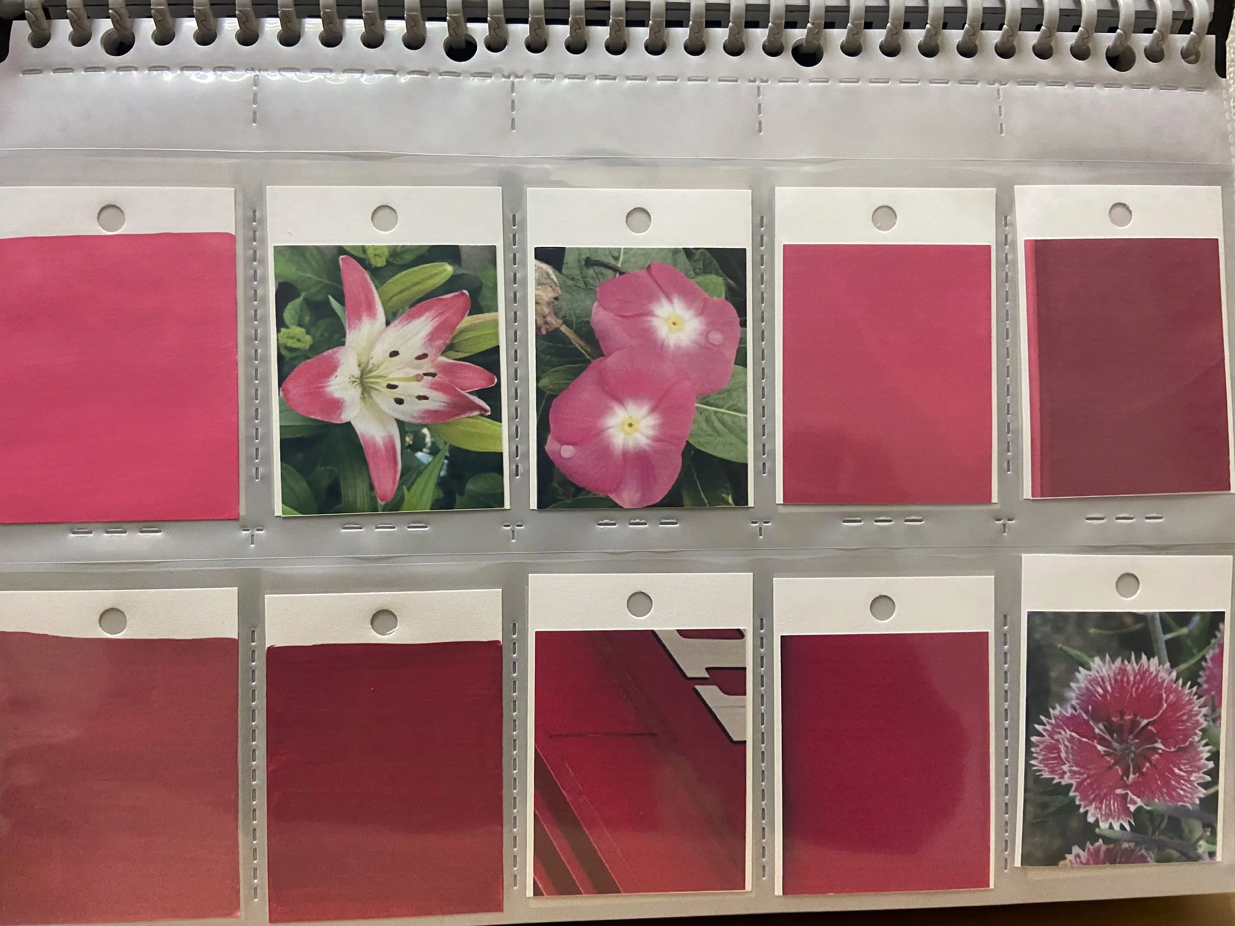 color_observation_pink-red_2020_011.JPG