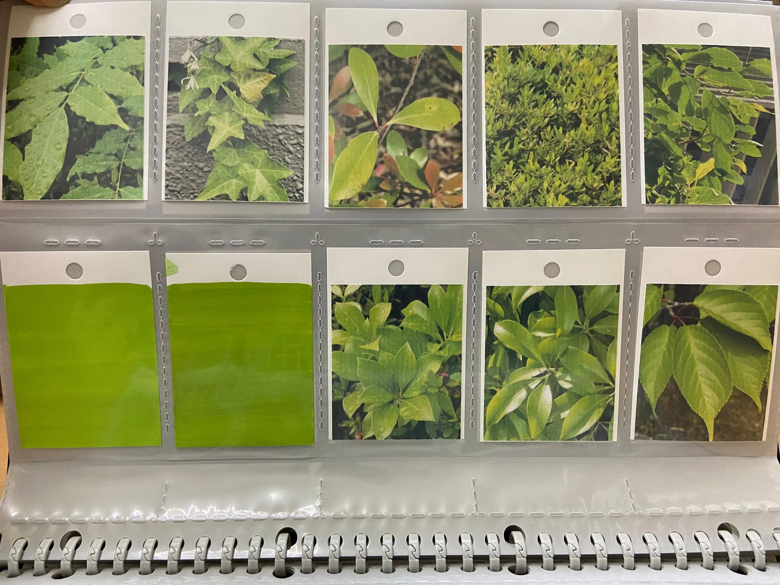 color_observation_green_2020_008.JPG