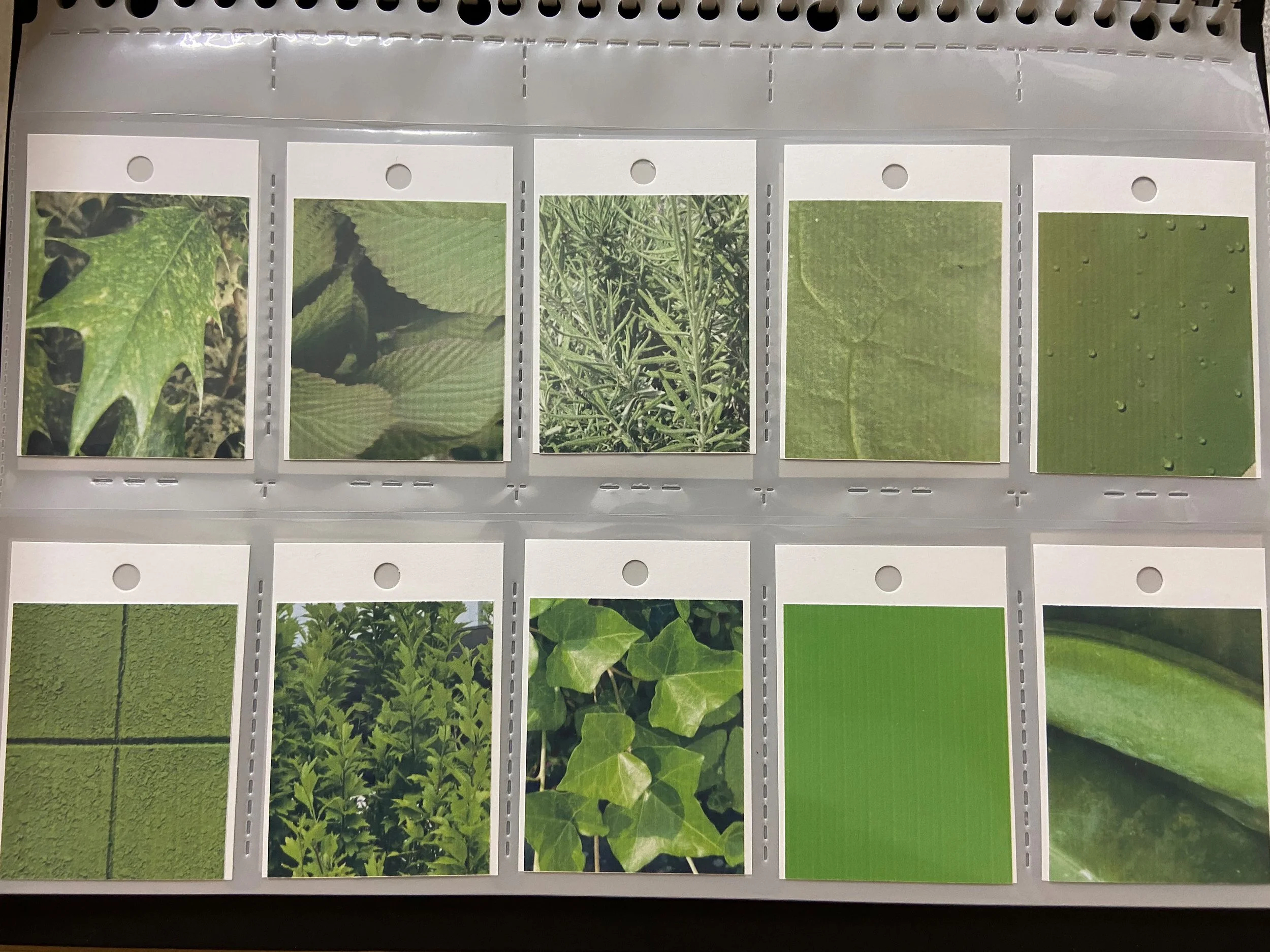 color_observation_green_2020_009.JPG
