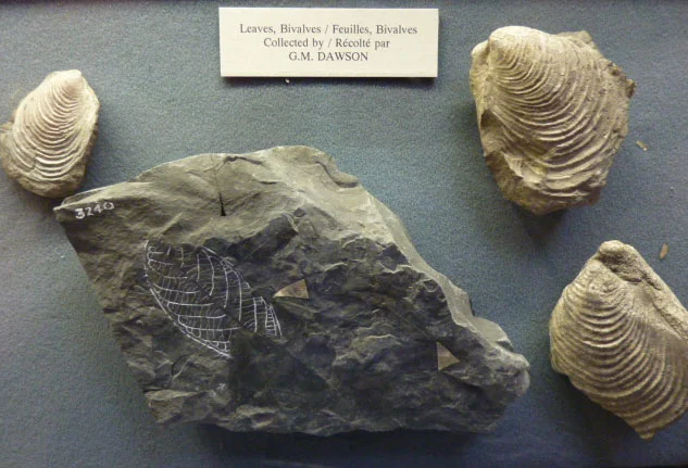 Plant and mollusc fossils collected by G.M. Dawson, 1880s.