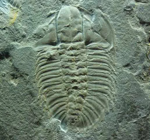 Trilobite, Olenoides serratus , from the Late Middle Cambrian Burgess Shale, UNESCO World Heritage Site, Yoho National Park, British Columbia.