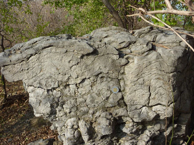 Stromatolites seen in cross-section, Westboro Beach. Photo by Q. Gall.