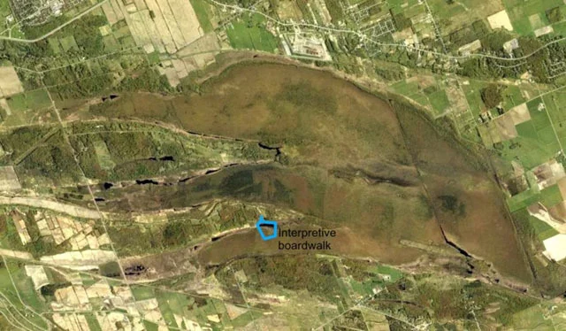 Air photo showing the areal extent of Mer Bleue Bog with the interpretive trail shown in blue.