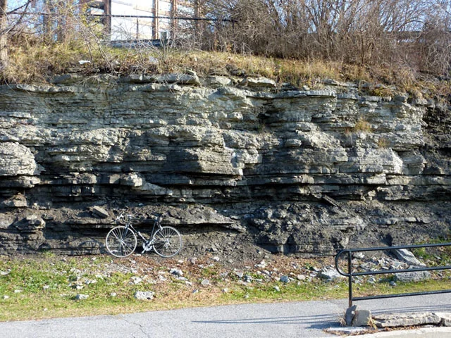 Verulam limestone , Lady Grey Drive behind the Royal Canadian Mint. Photo by Q. Gall.
