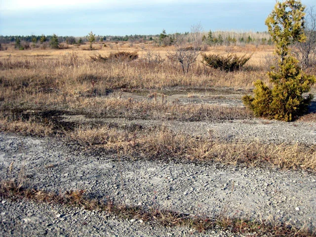 Limestone plain, The Burnt Lands Alvar Photo by J. Aylsworth