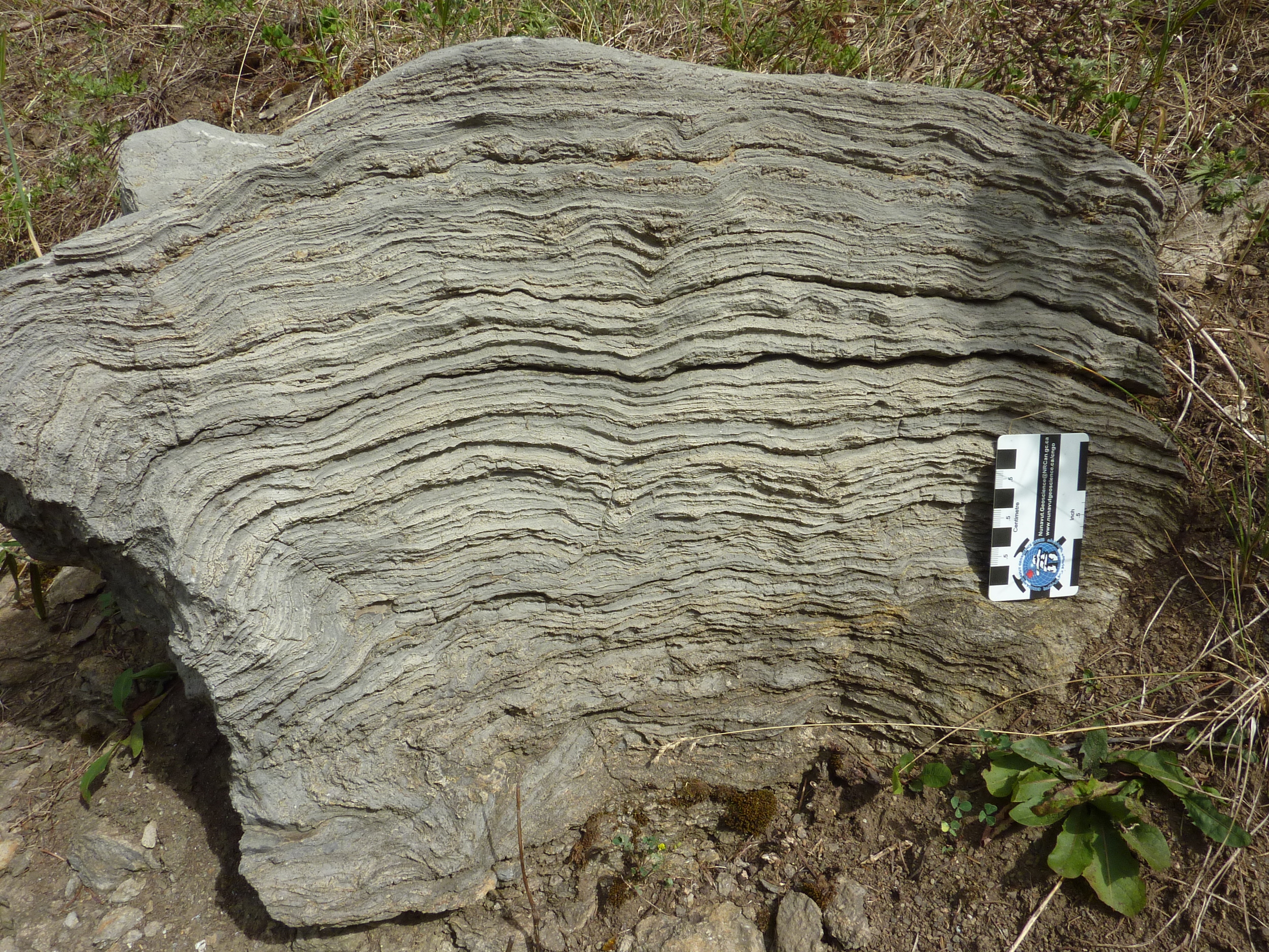 Stromatolite laminae