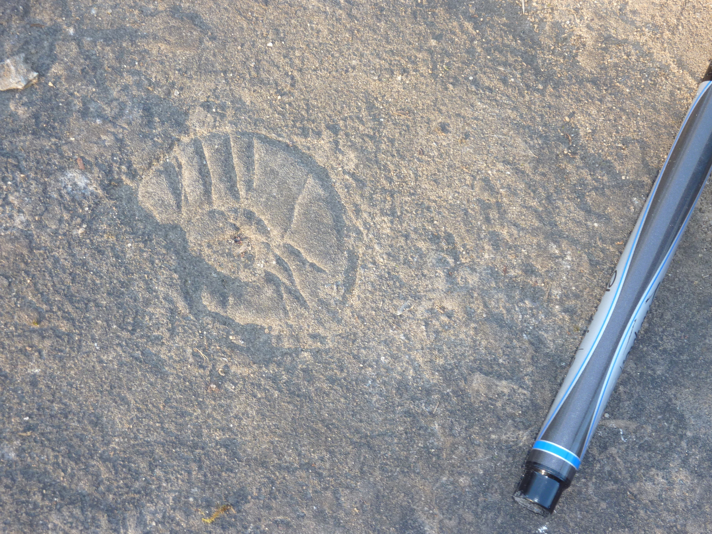 Gastropod in March Formation, Jack Pine Trail - Stony Swamp Conservation Area. Photo by Q.Gall