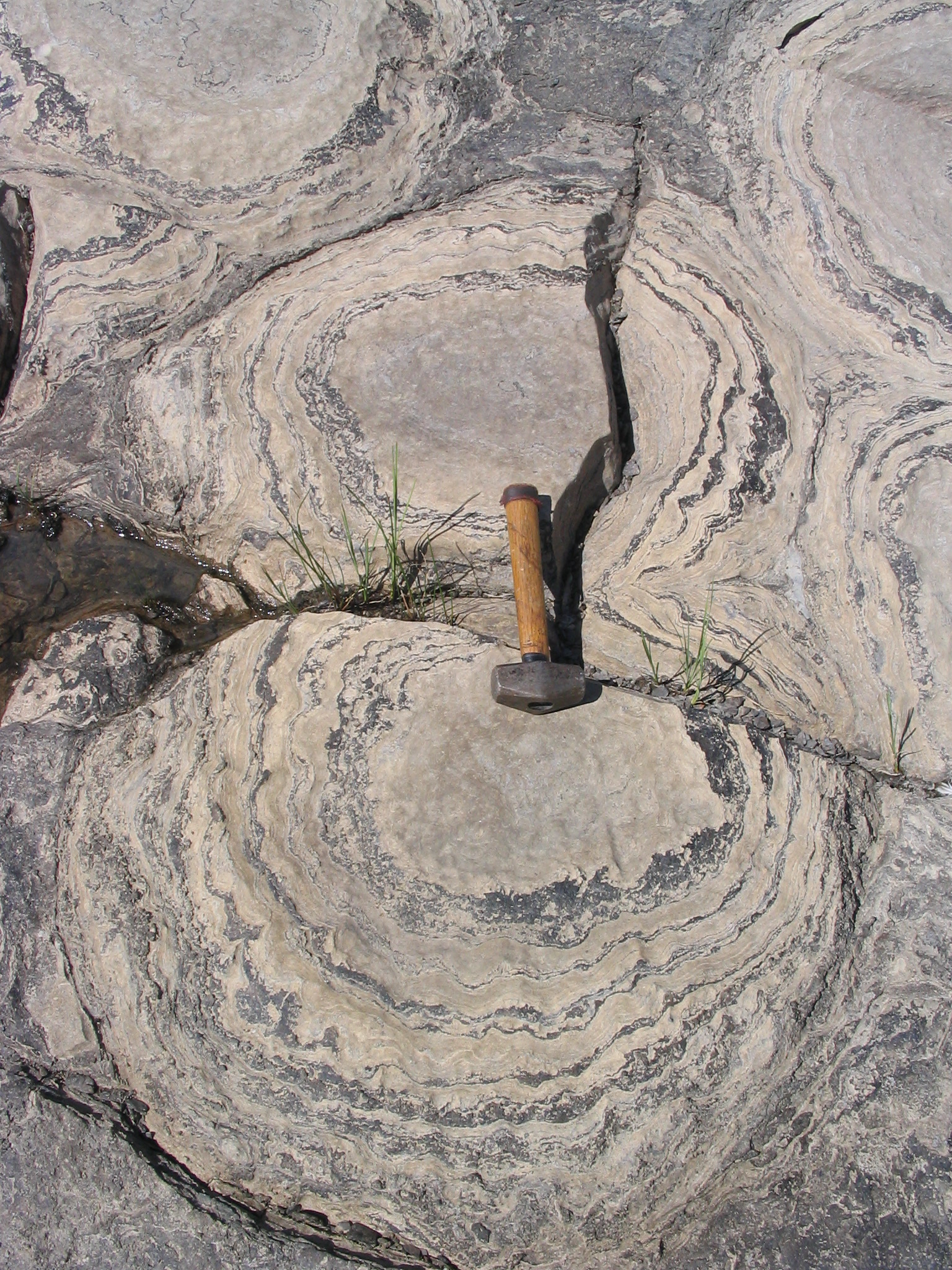 Champlain stromatolites - Close Up
