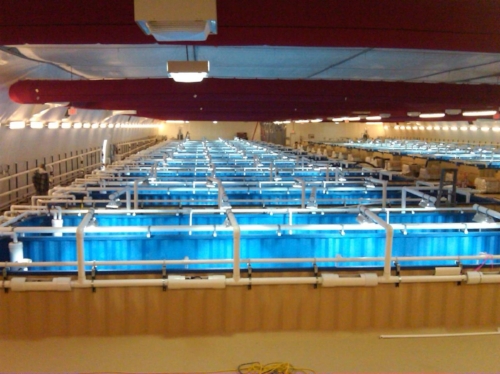 Shrimp farm in use