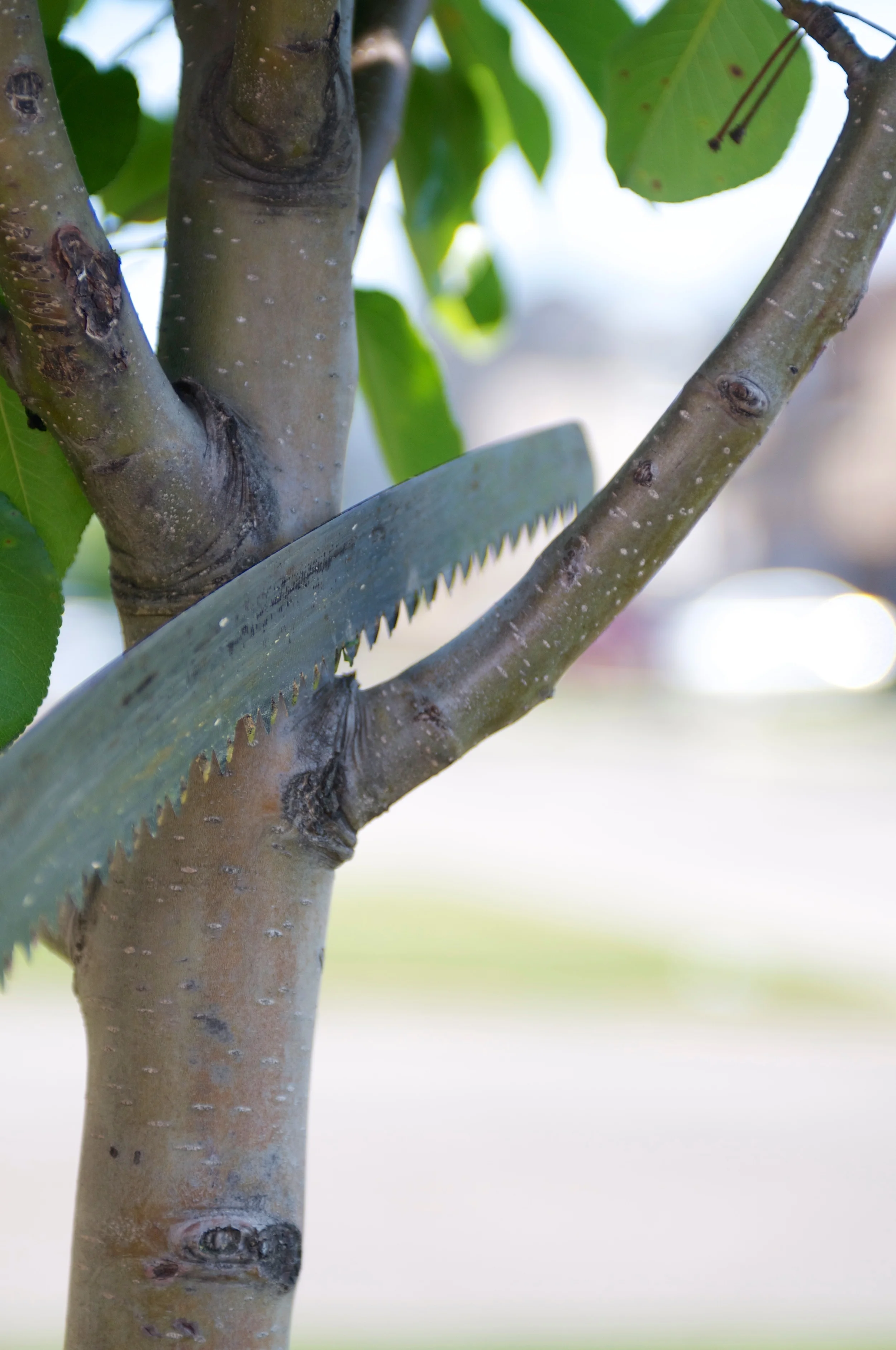 TreePruning2.jpg