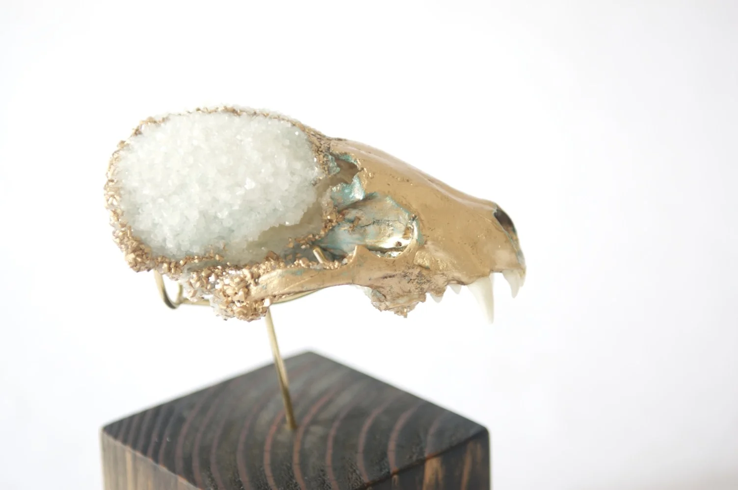 Crystalized Badger Skull + Stand