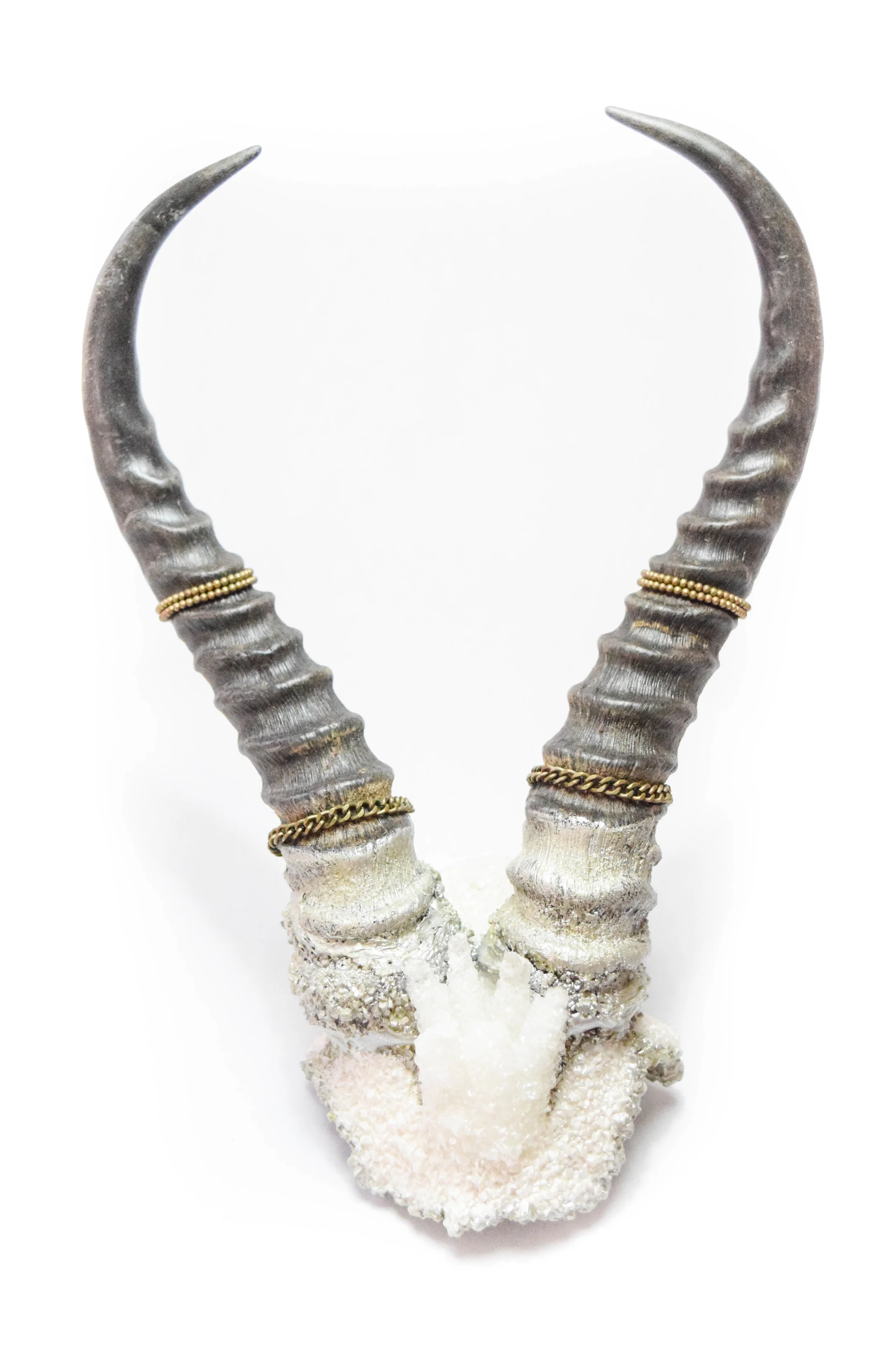 Blesbok Blooming Antlers