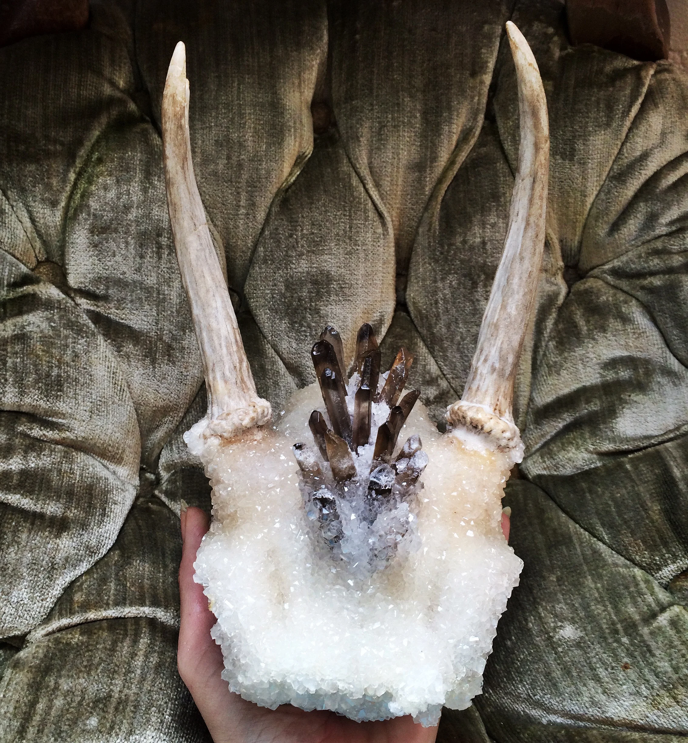 Smoky Mohawk Blooming Antlers