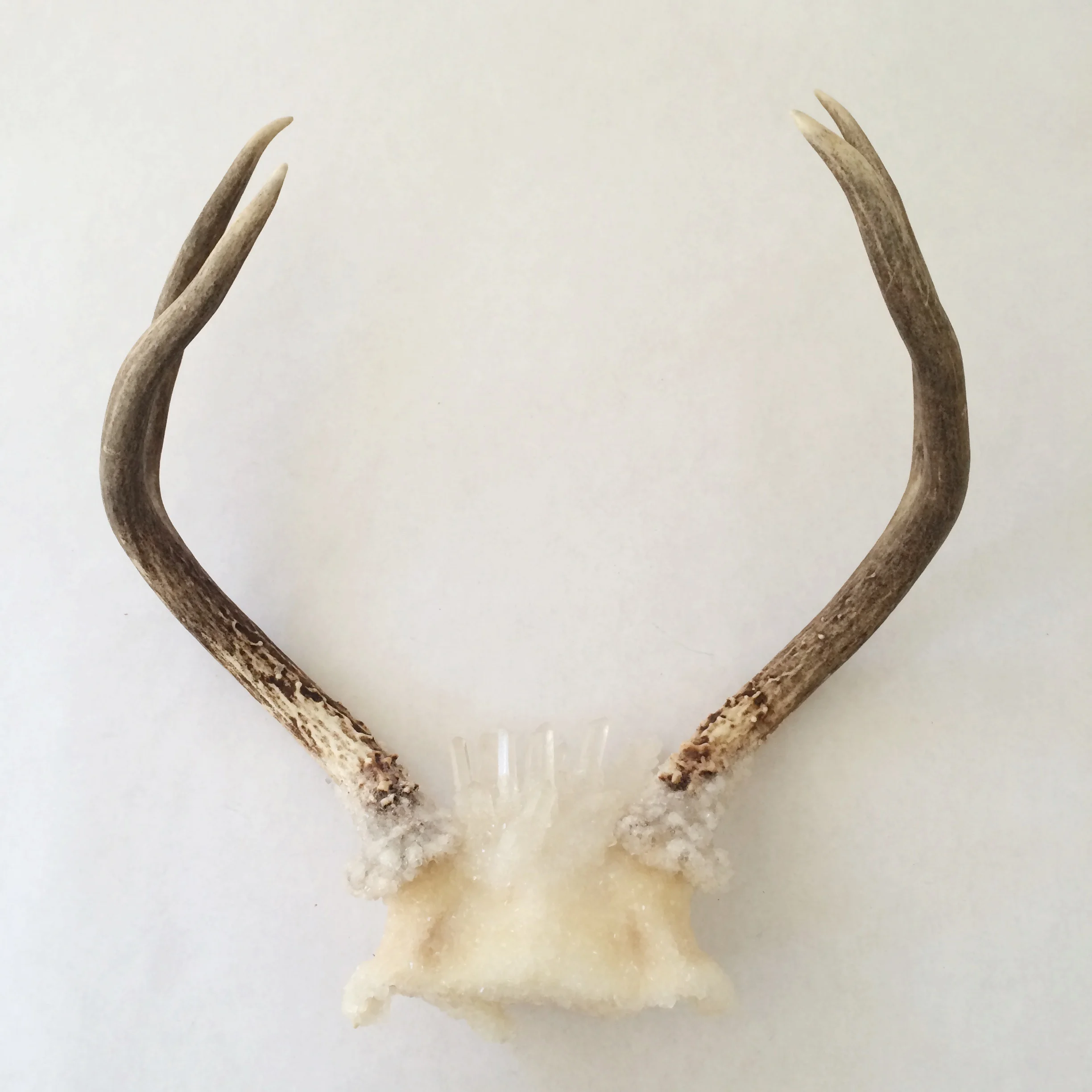 Blooming Crystal Antlers A