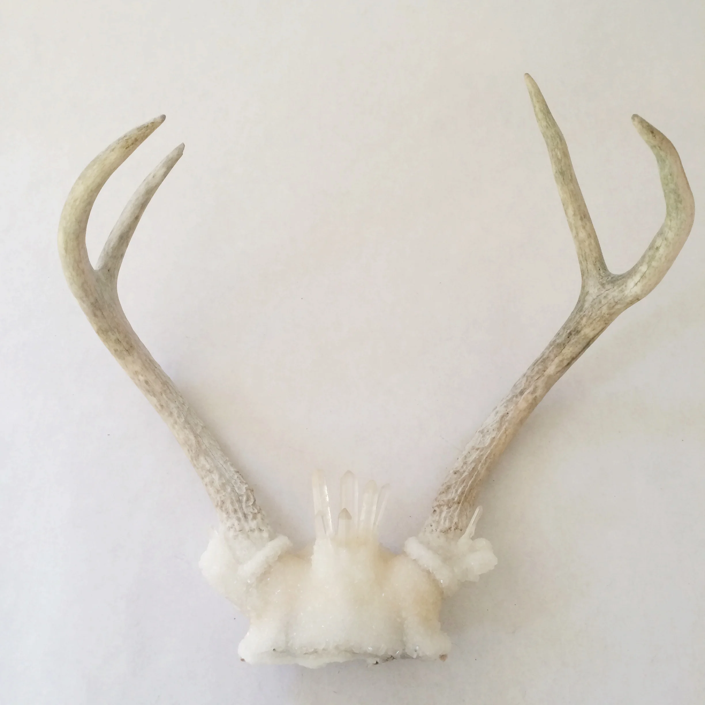 Blooming Crystal Antlers B