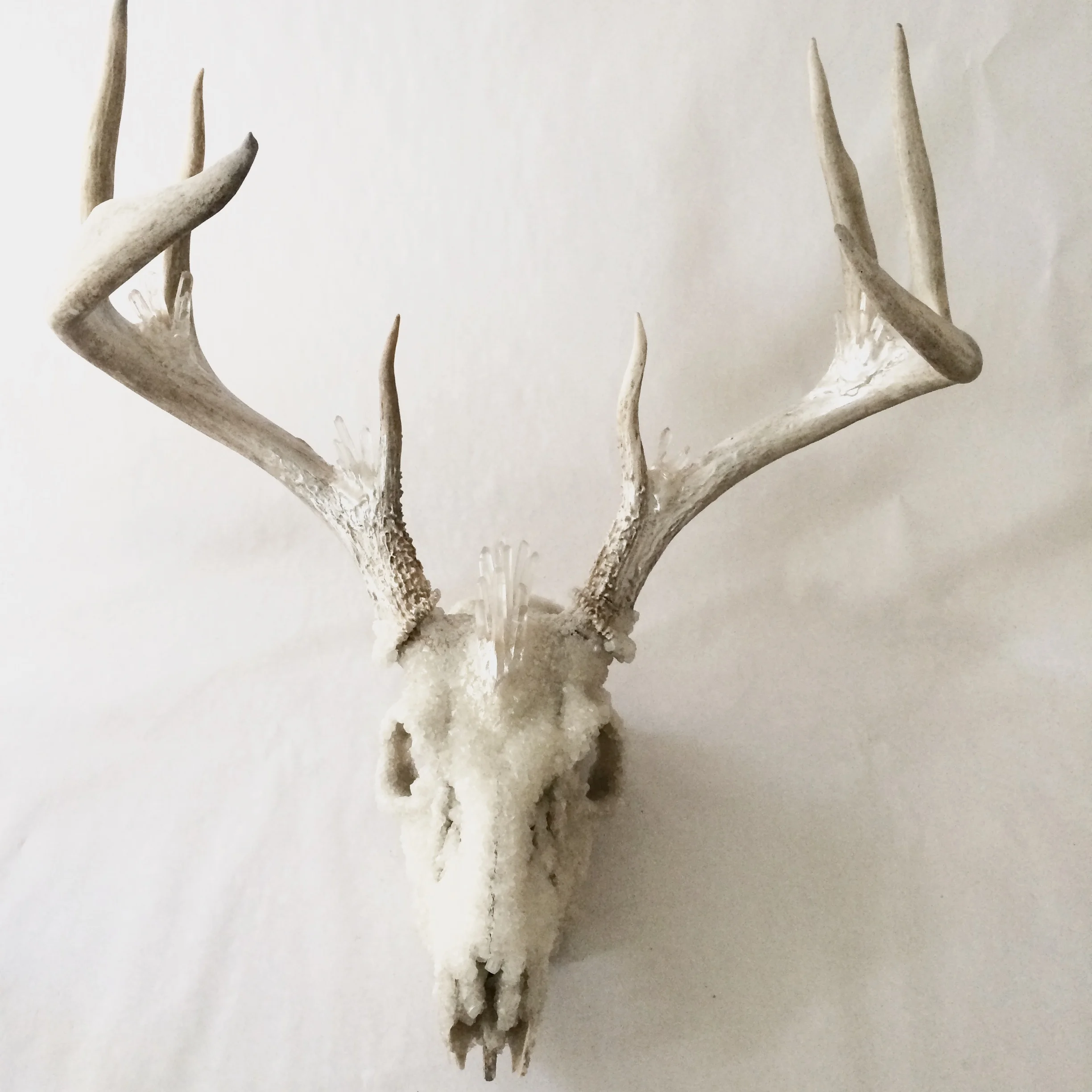 XL Crystalized Deer Skull