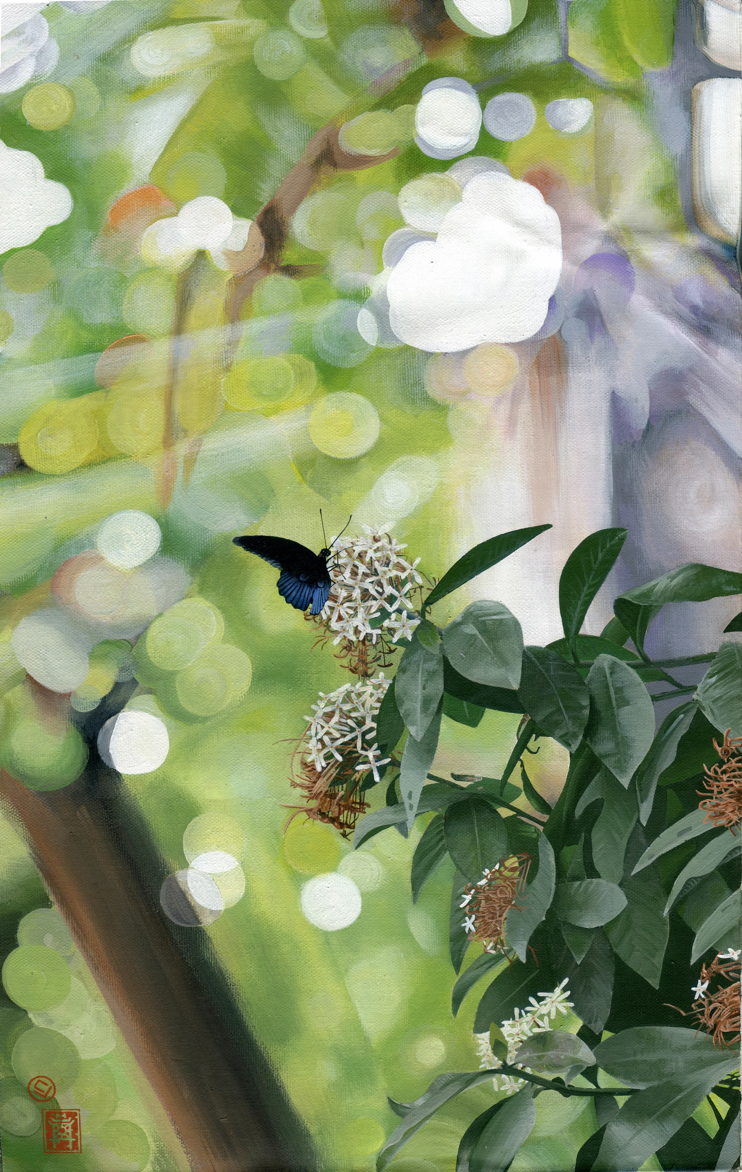 butterfly, Hanoi VN (20x27)