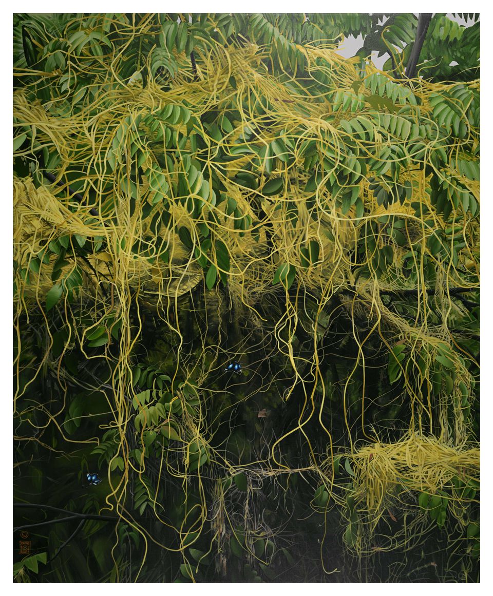 dodder, Hanoi VN. (43x53)