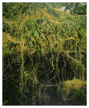  Original "Dodder" painting. (43x53)