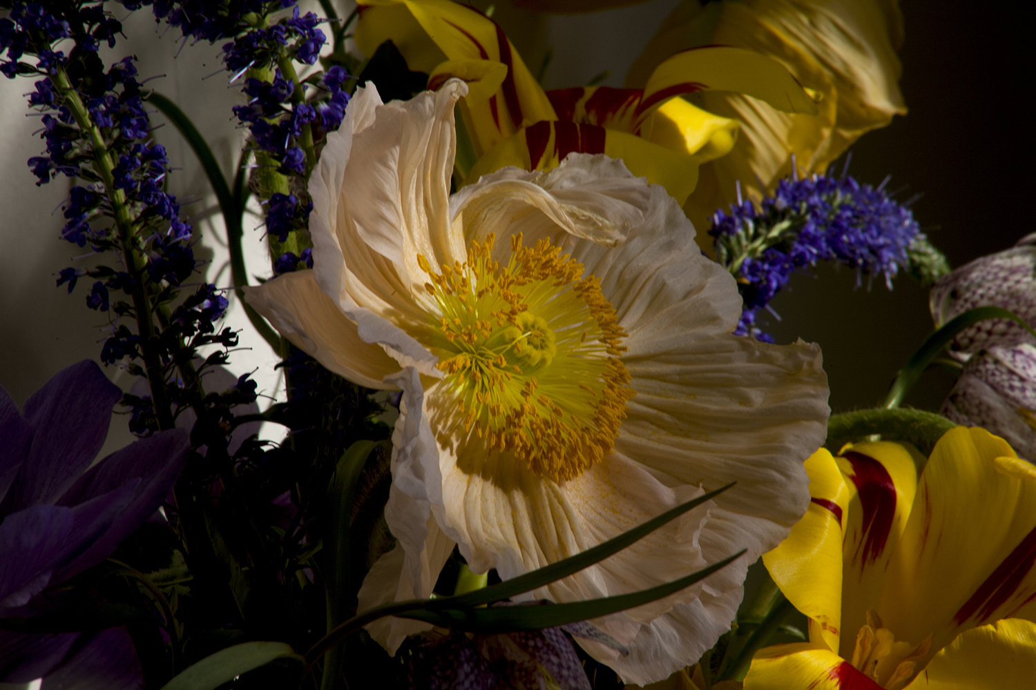 Peonies at Bloom