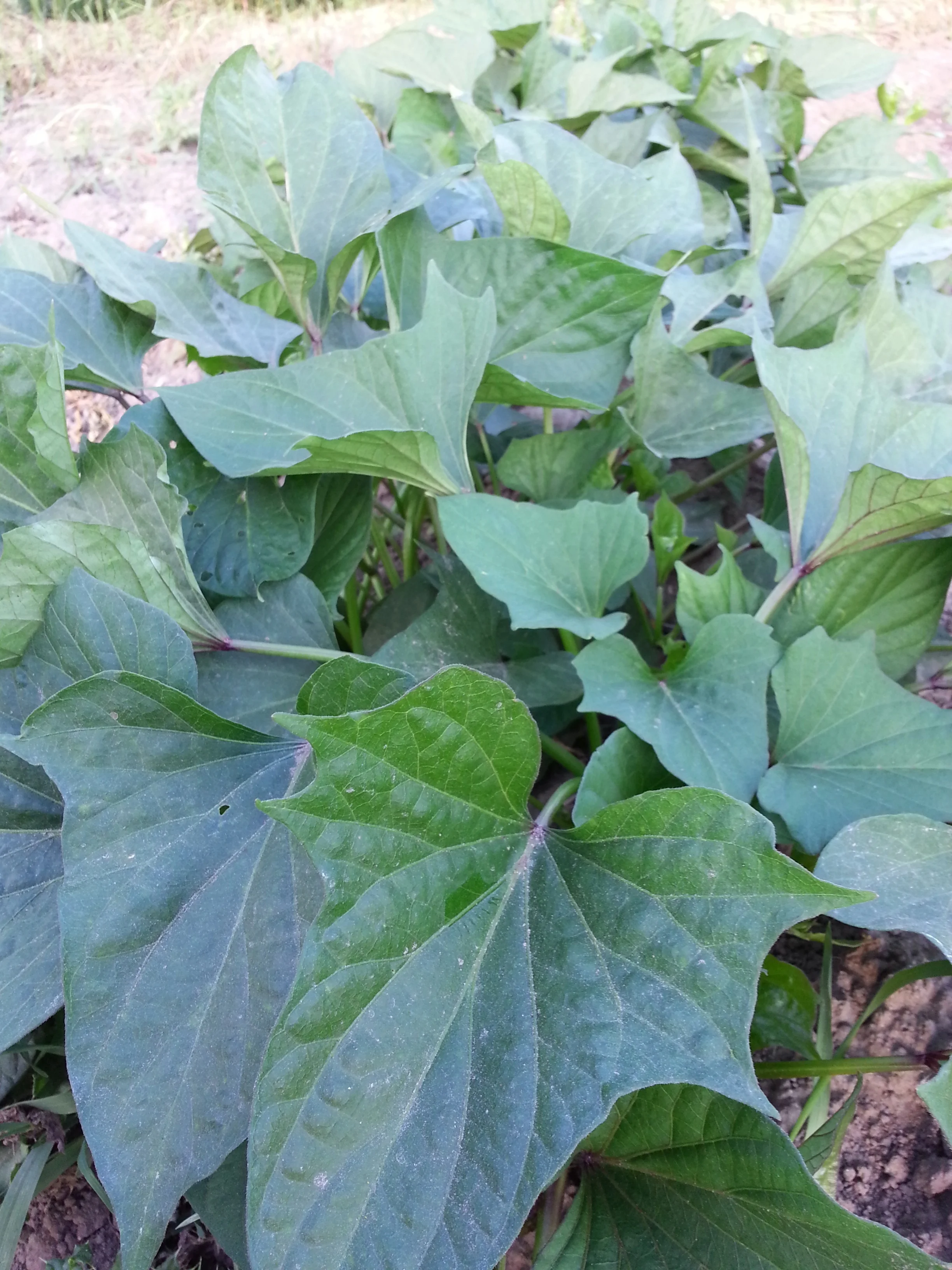 20140810_195419.jpg