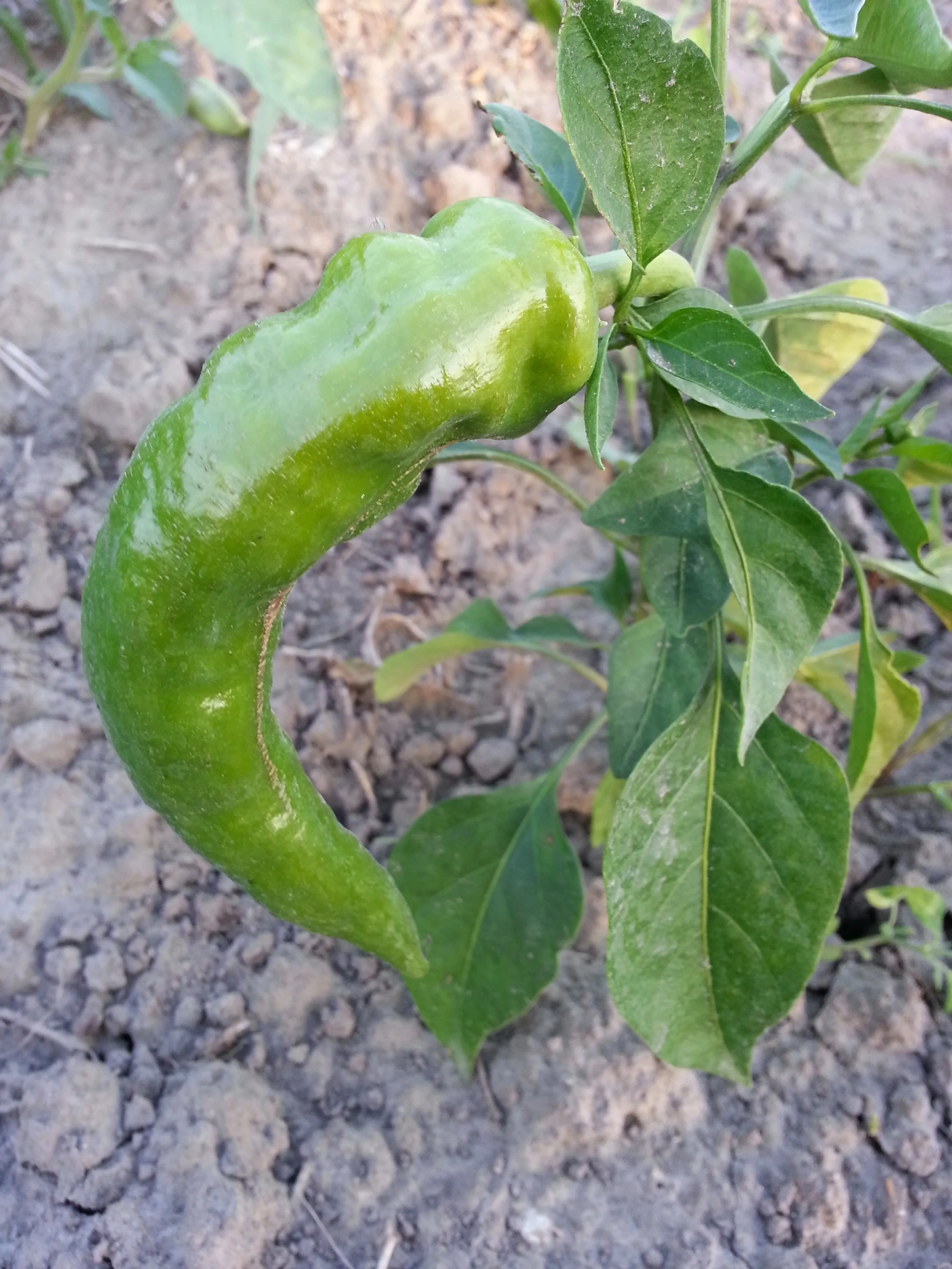 20140810_195847.jpg