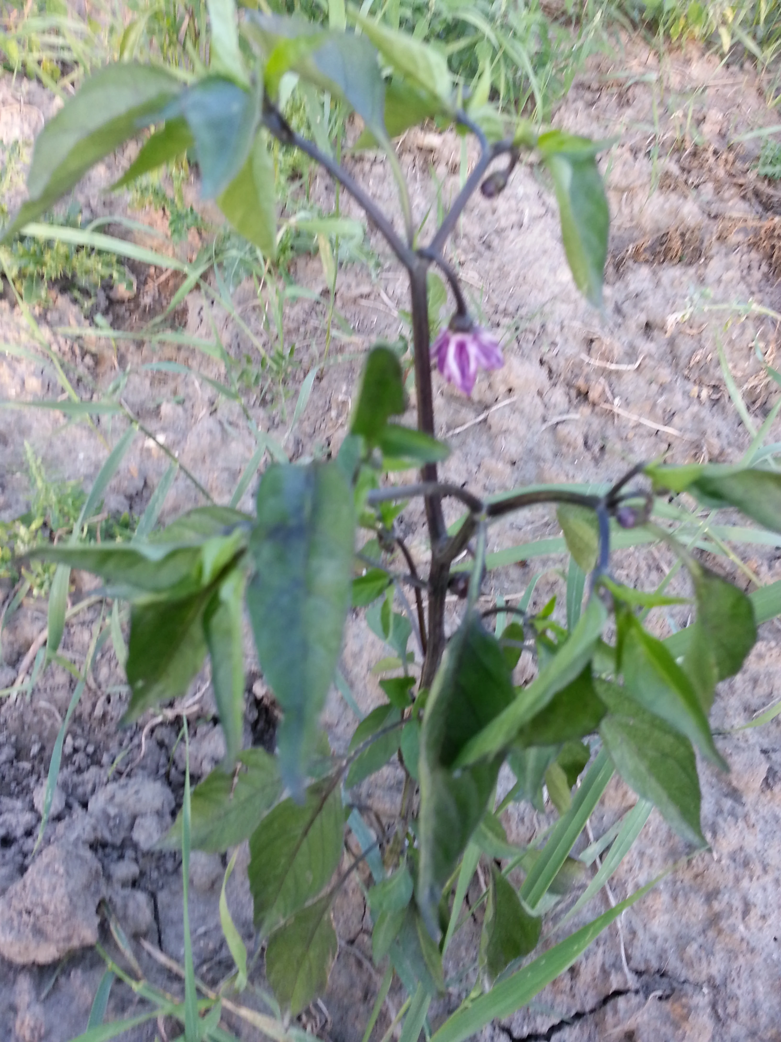 20140810_200010.jpg