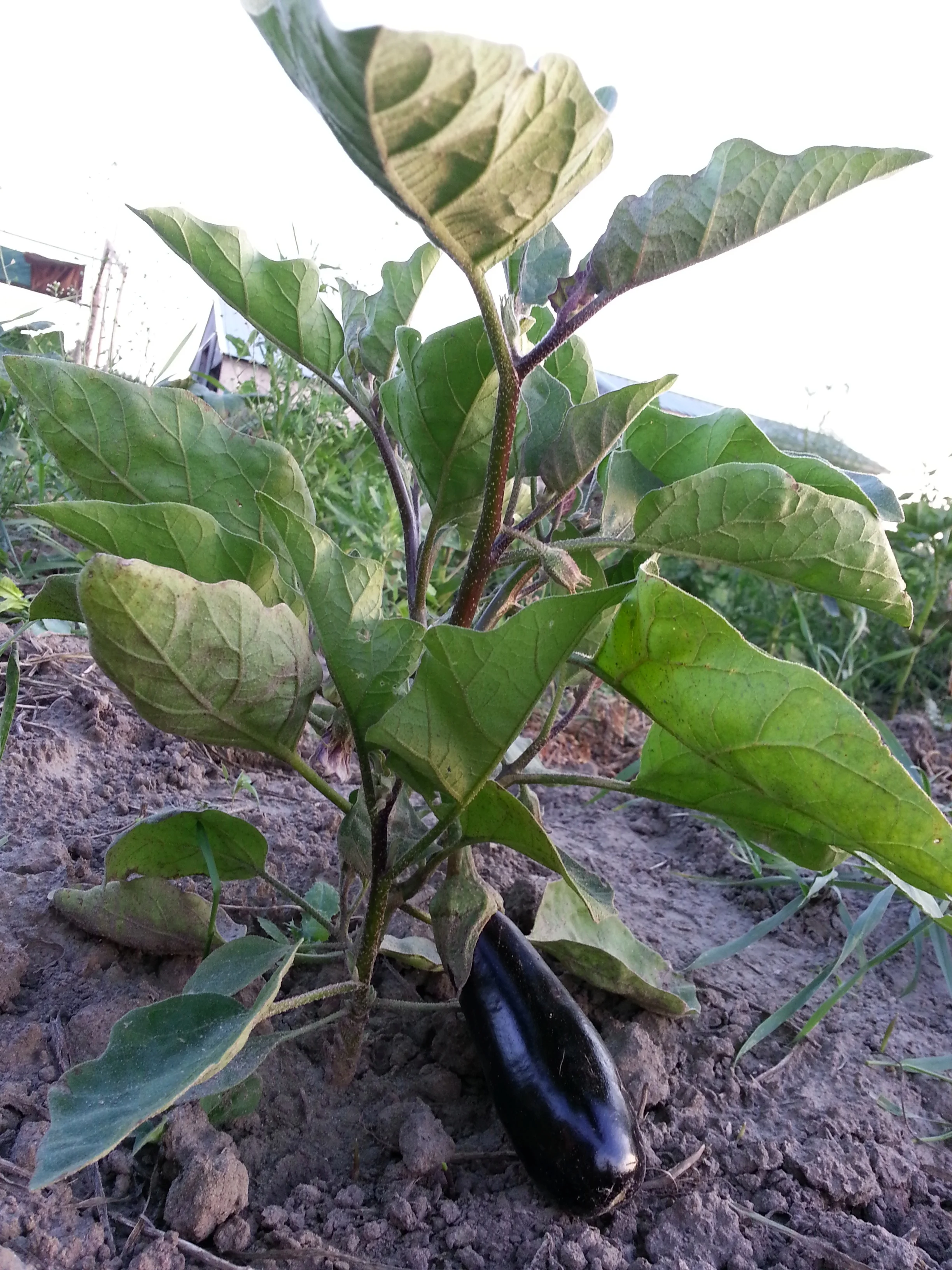 20140810_200111.jpg