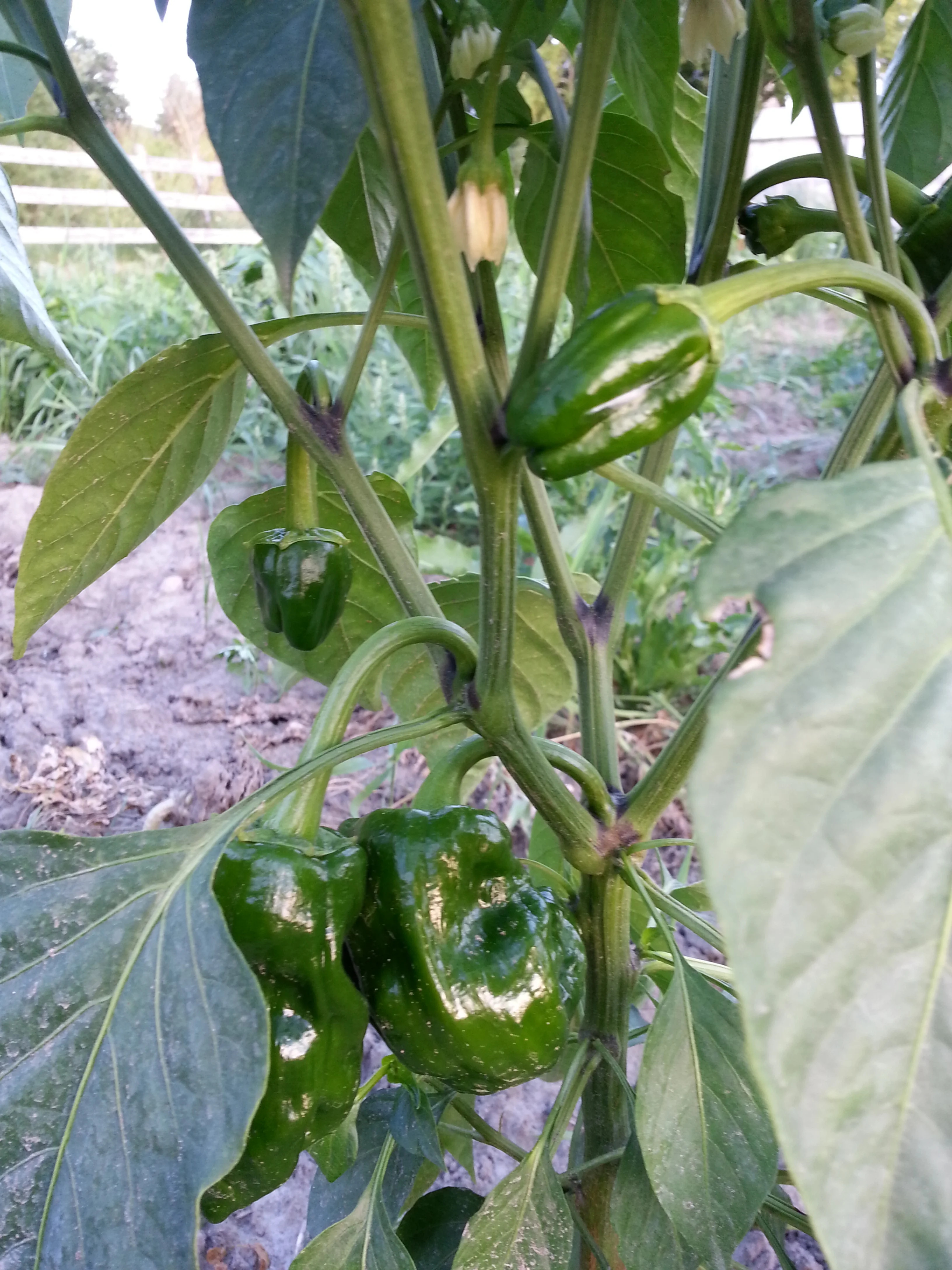 20140810_200250.jpg