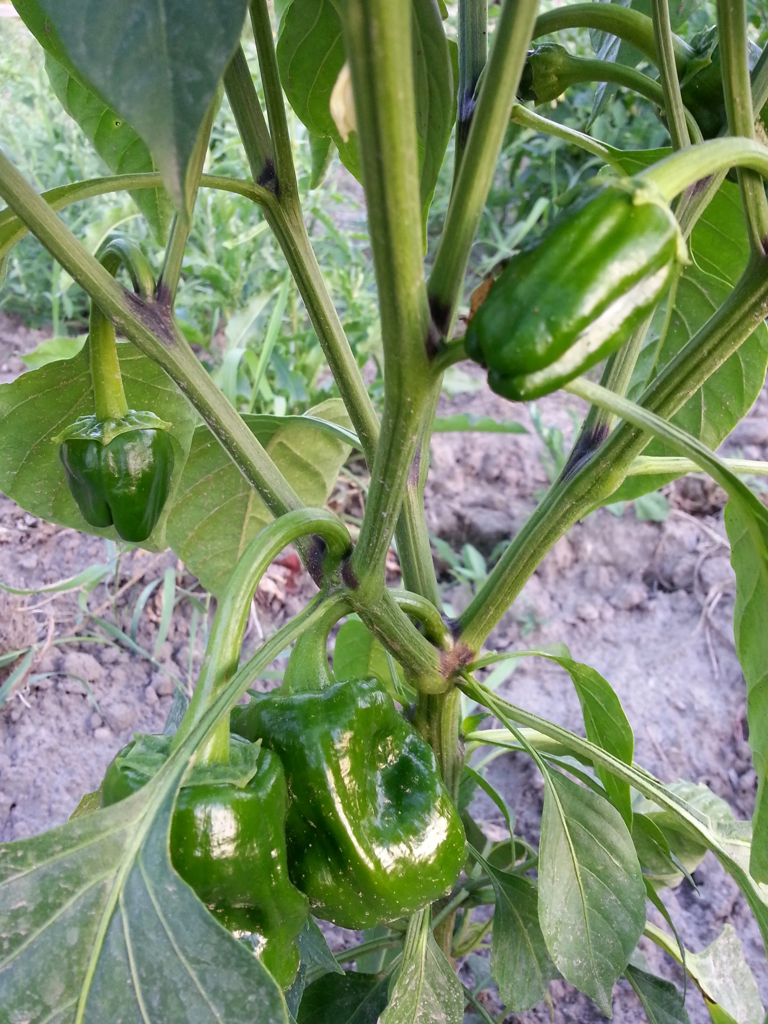 20140810_200305.jpg