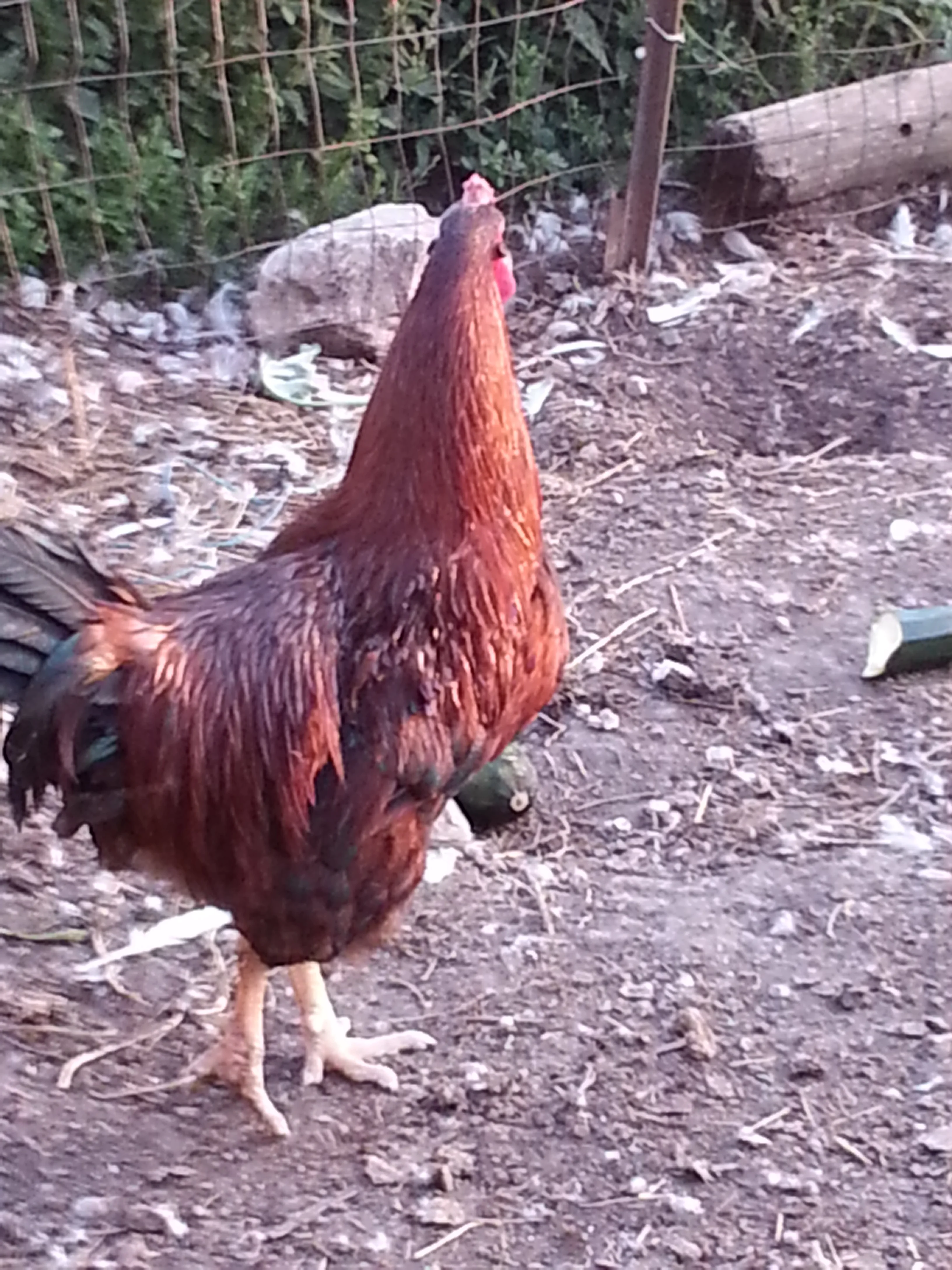 20140810_201537.jpg