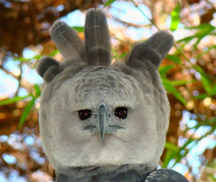 Harpy-Eagle Wikimedia.jpg