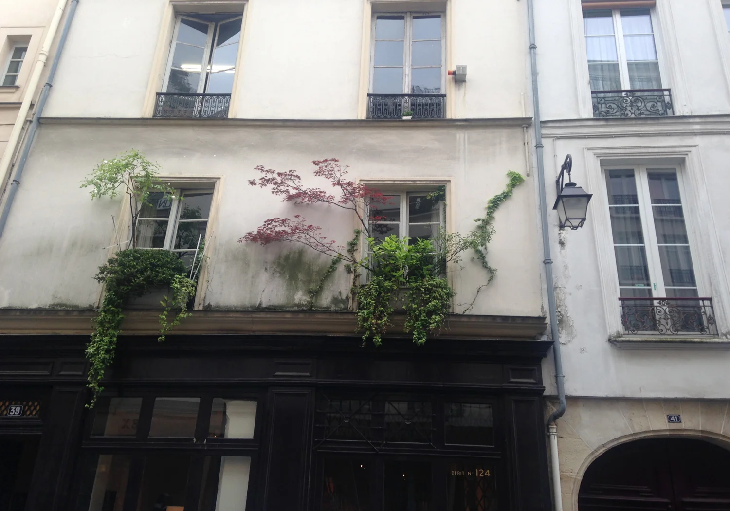 treewindow.JPG