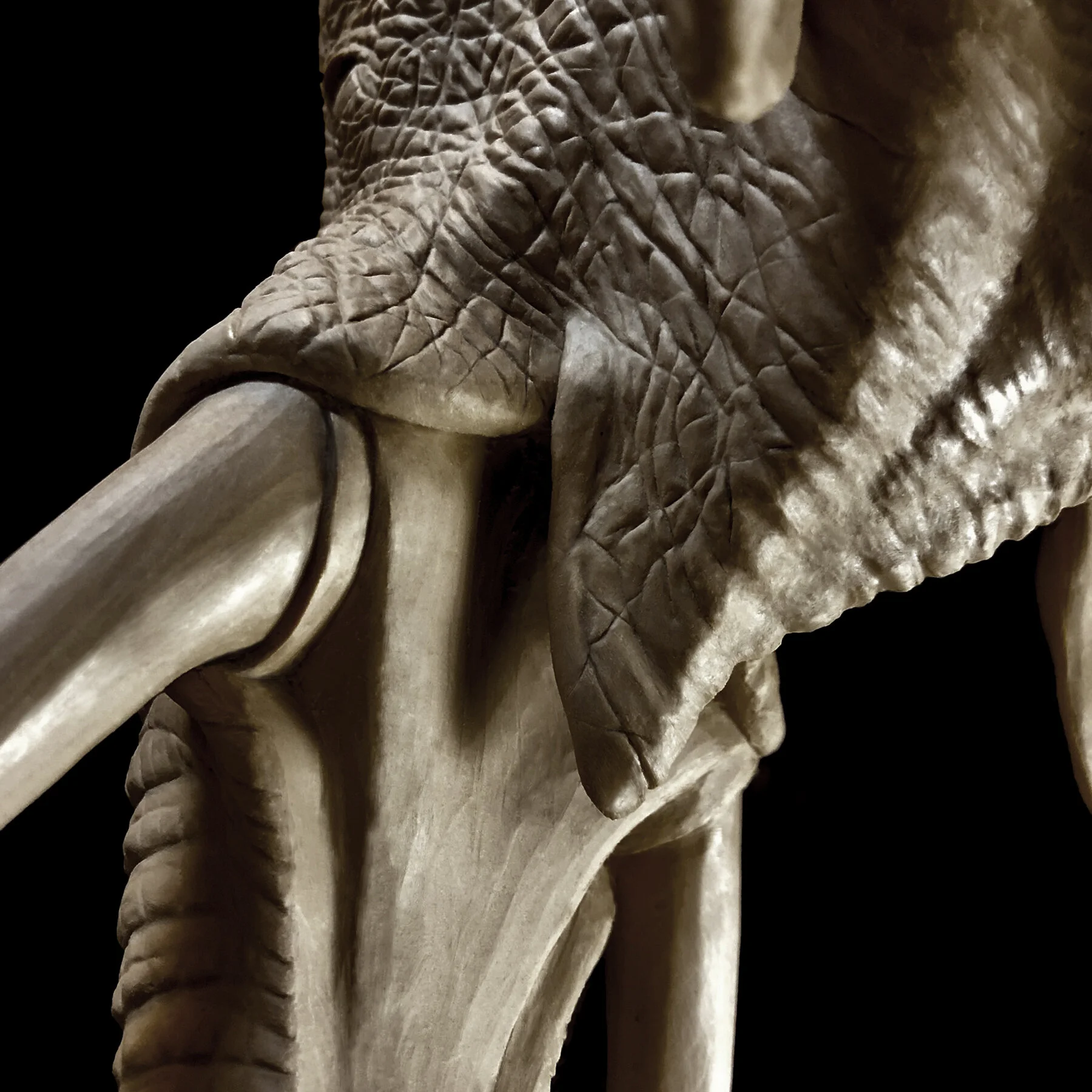 Elephant Detail 1.jpg