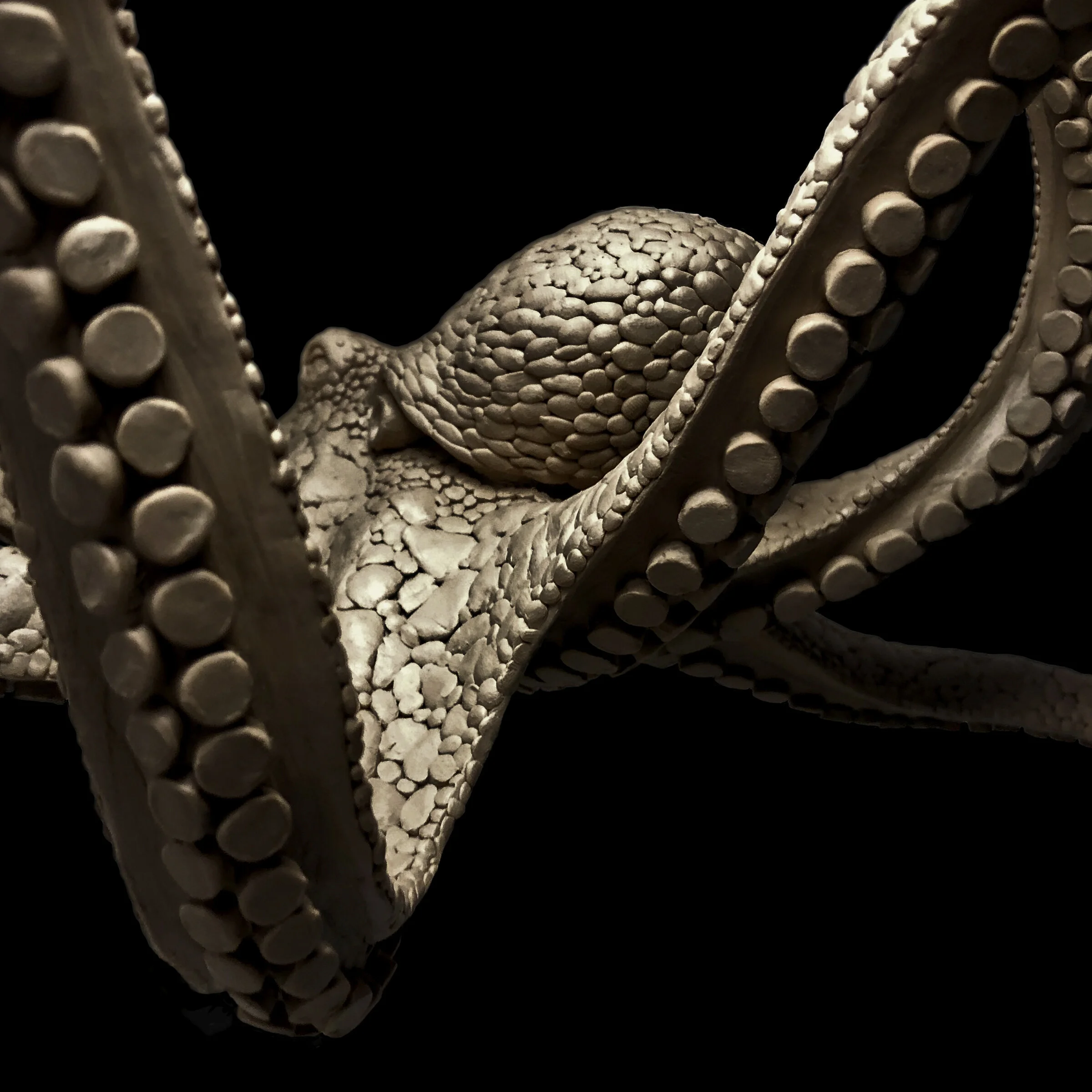 Octopus Detail 1.jpg