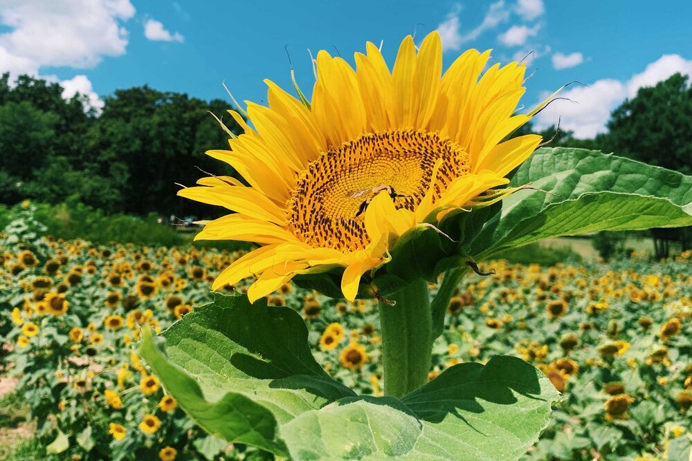 dix-park-sunflower.jpg