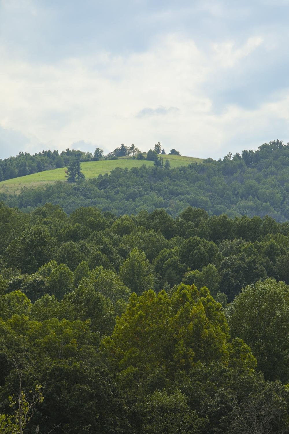 Willow-Tree-Charlottesville-388.jpg