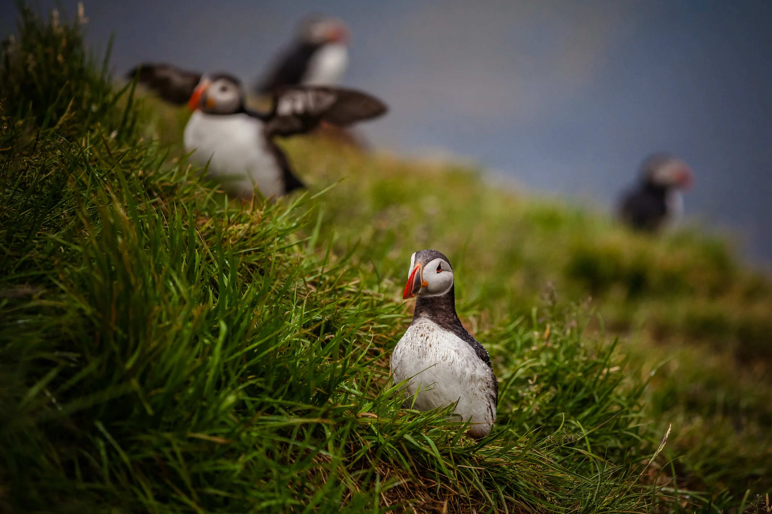 Puffins