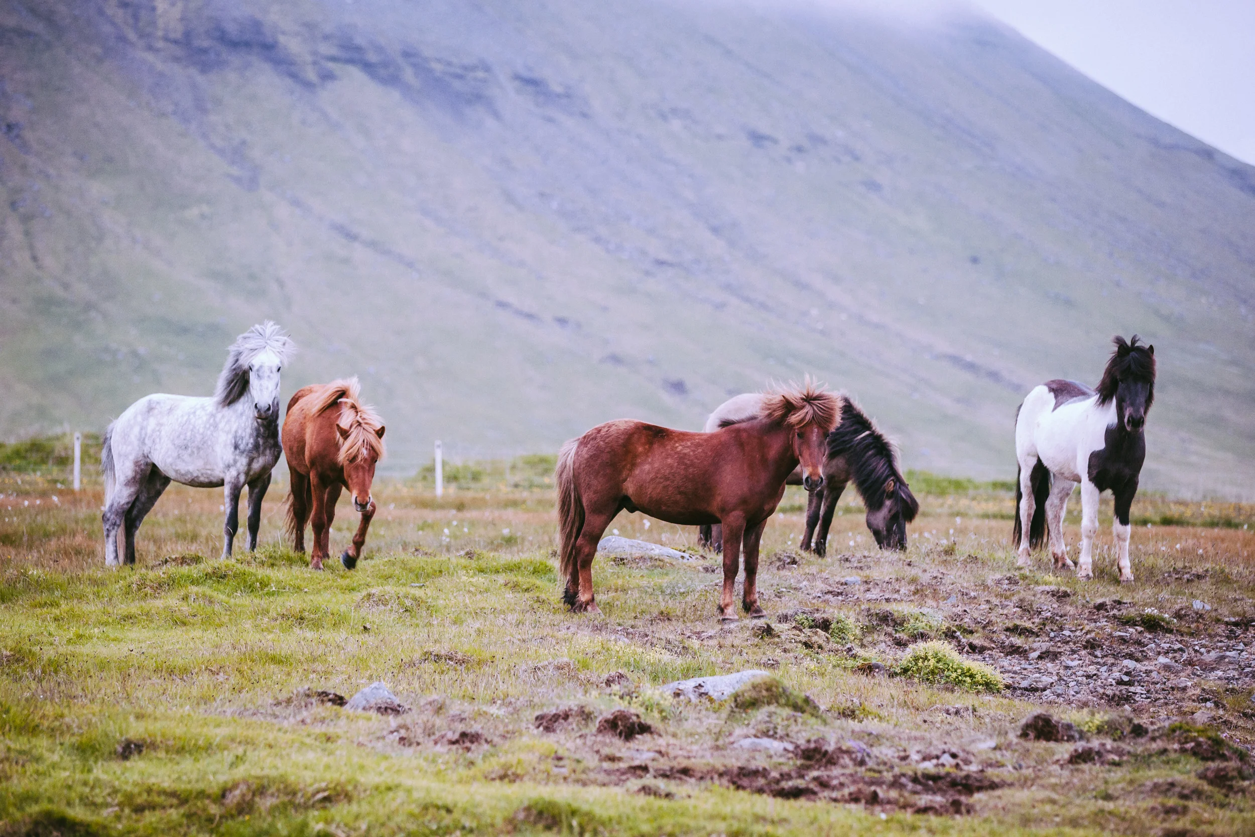 Icelandic Horses