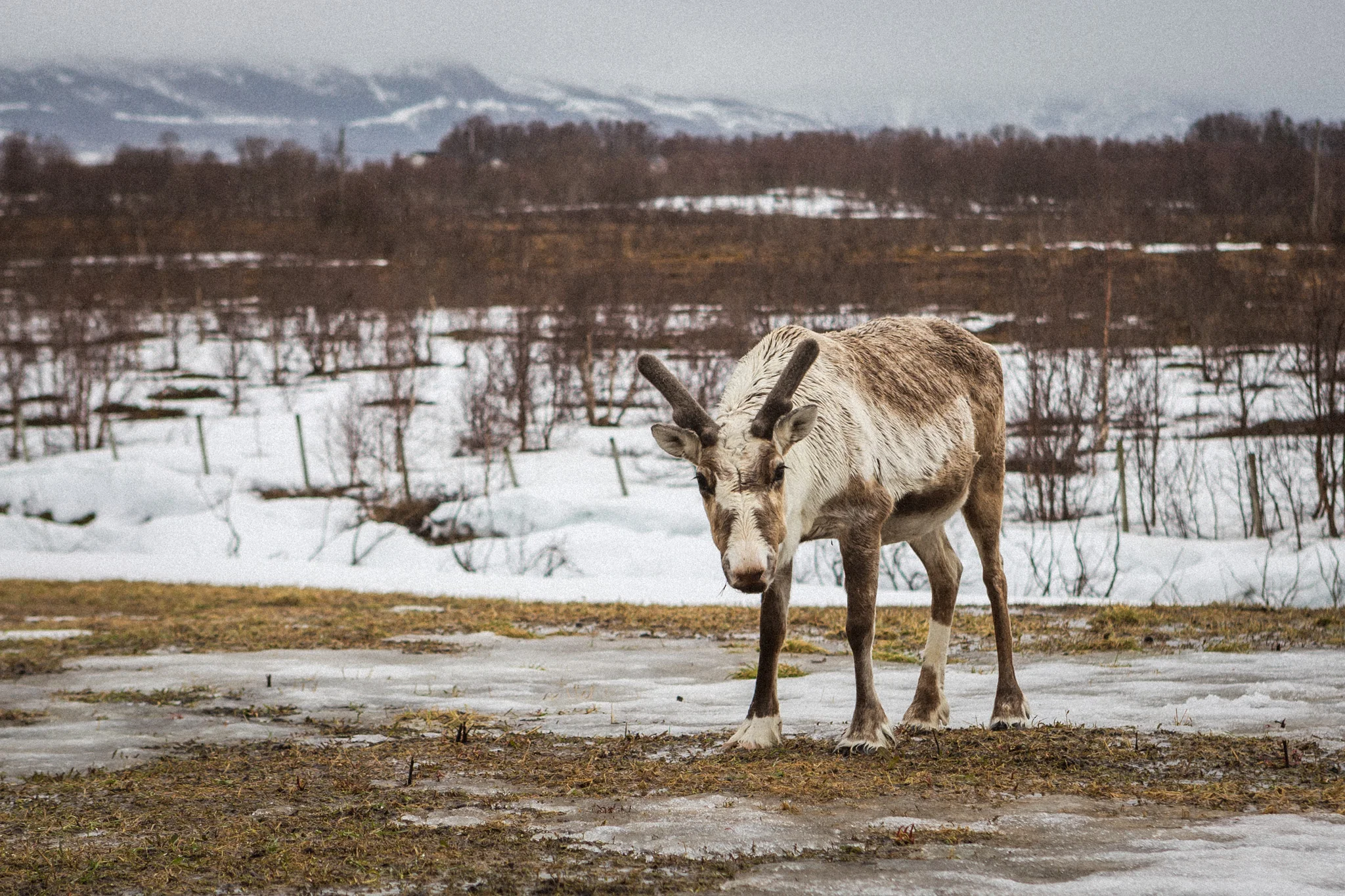 REINDEER