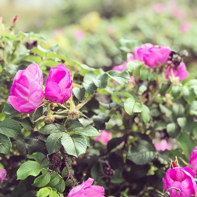 Det &auml;r inte bara badg&auml;ster som trivs p&aring; Nordkosters vackra str&auml;nder. I #basteviken hittar du &auml;ven vacker flora. #nordkoster #sk&auml;rg&aring;rdsdr&ouml;m #svensksommar Foto: @per.stade