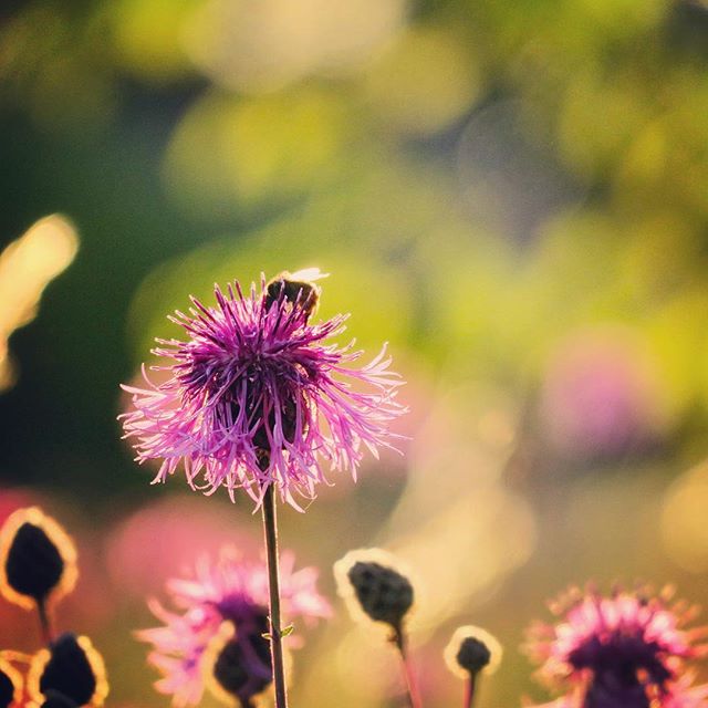 Efter sk&ouml;na dagar p&aring; stranden kan du kolla p&aring; n&auml;r naturens egna tr&auml;dg&aring;rdsm&auml;stare, bina, sk&ouml;ter om &auml;ngsblommorna.
#nordkoster #svensksommar #blommor #bin